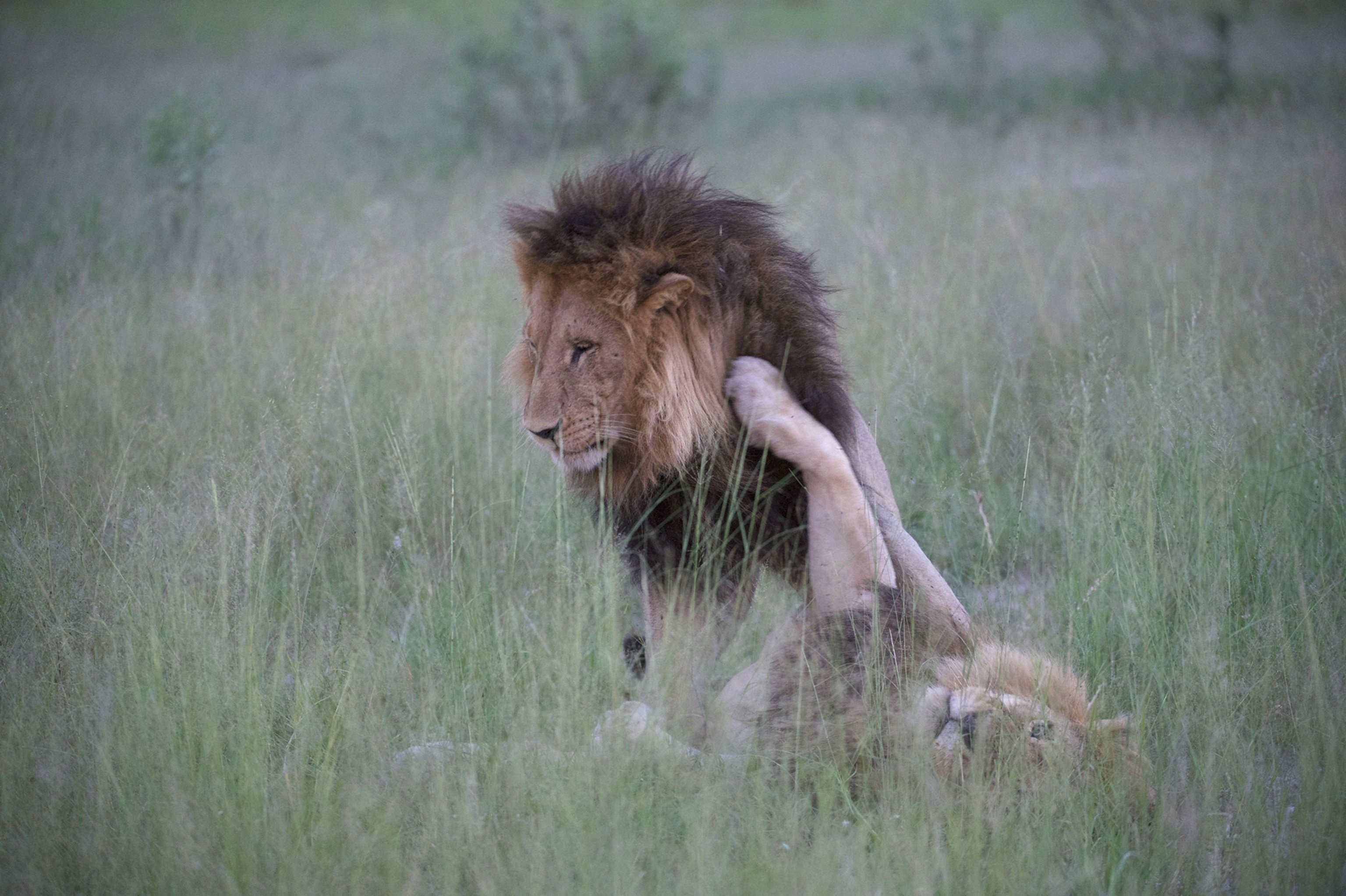 male lions in Botswana