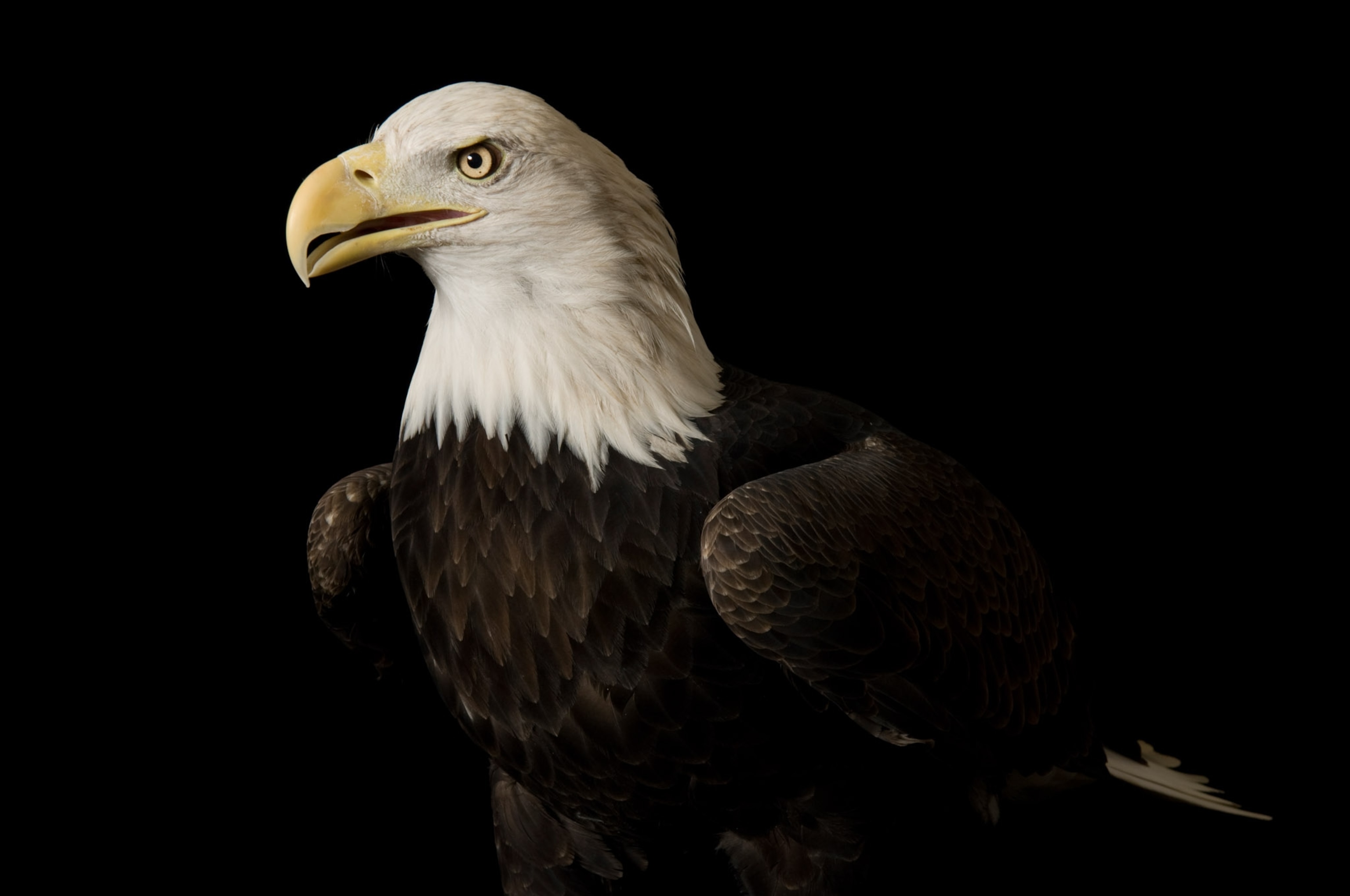 A bald eagle Haliaeetus leucocephalus, at the George M. Sutton Avian Research Center.