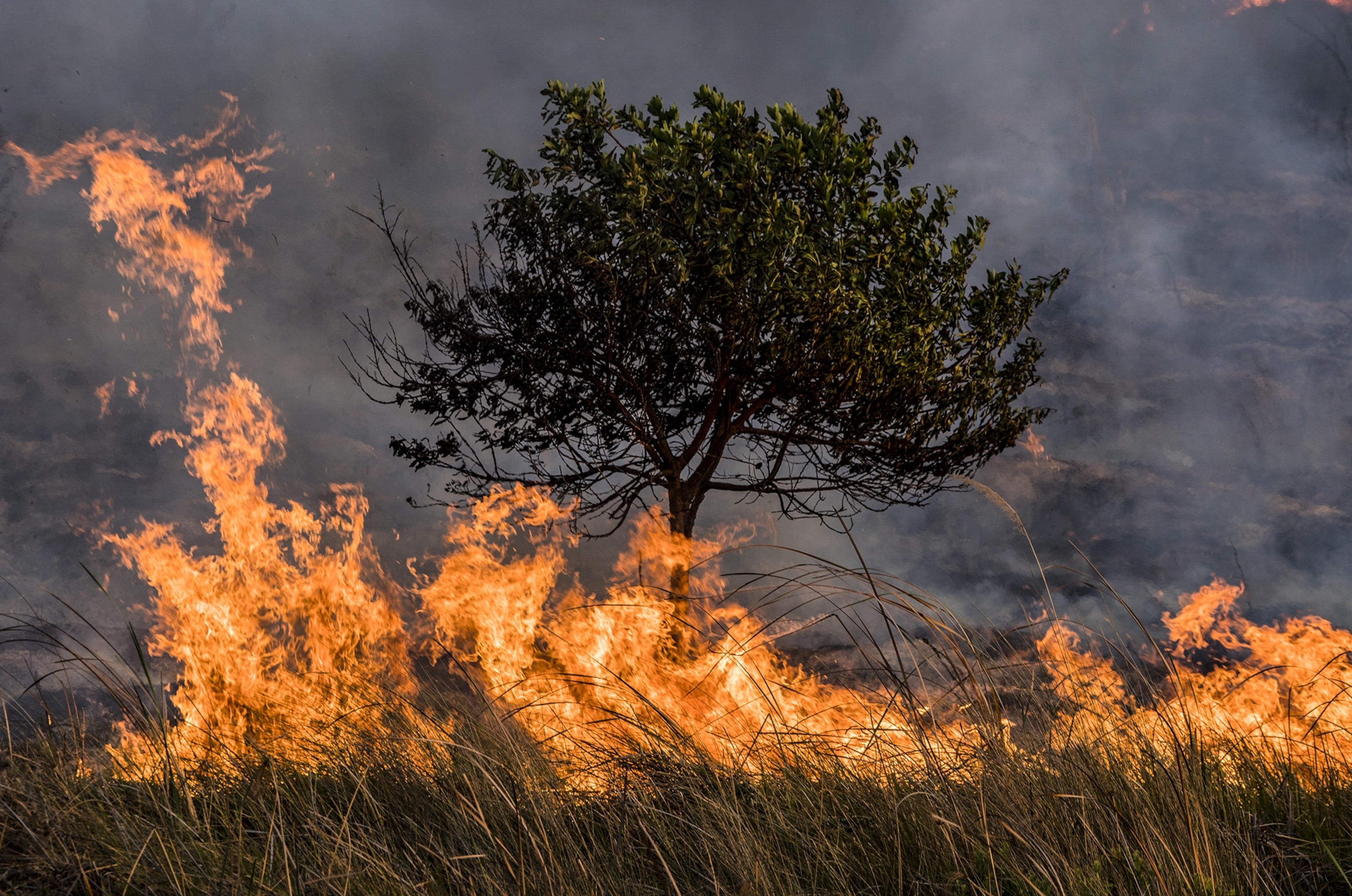 Dark smoke and fire fill the frame and the brush is engulfed. A tree can be seen in the center of the frame shillotted from the smoke.