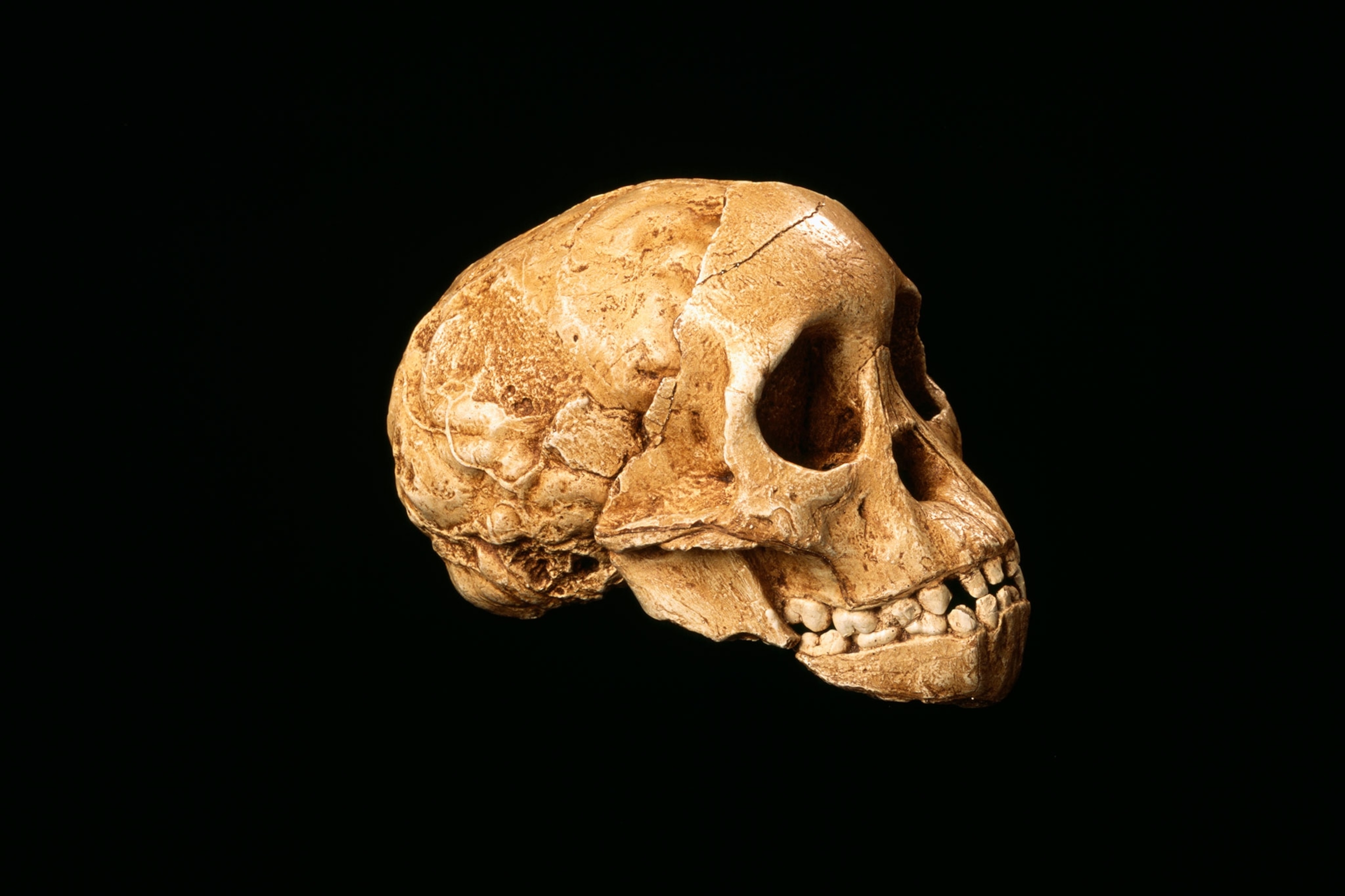 Side view of a human skull placed on a black background.
