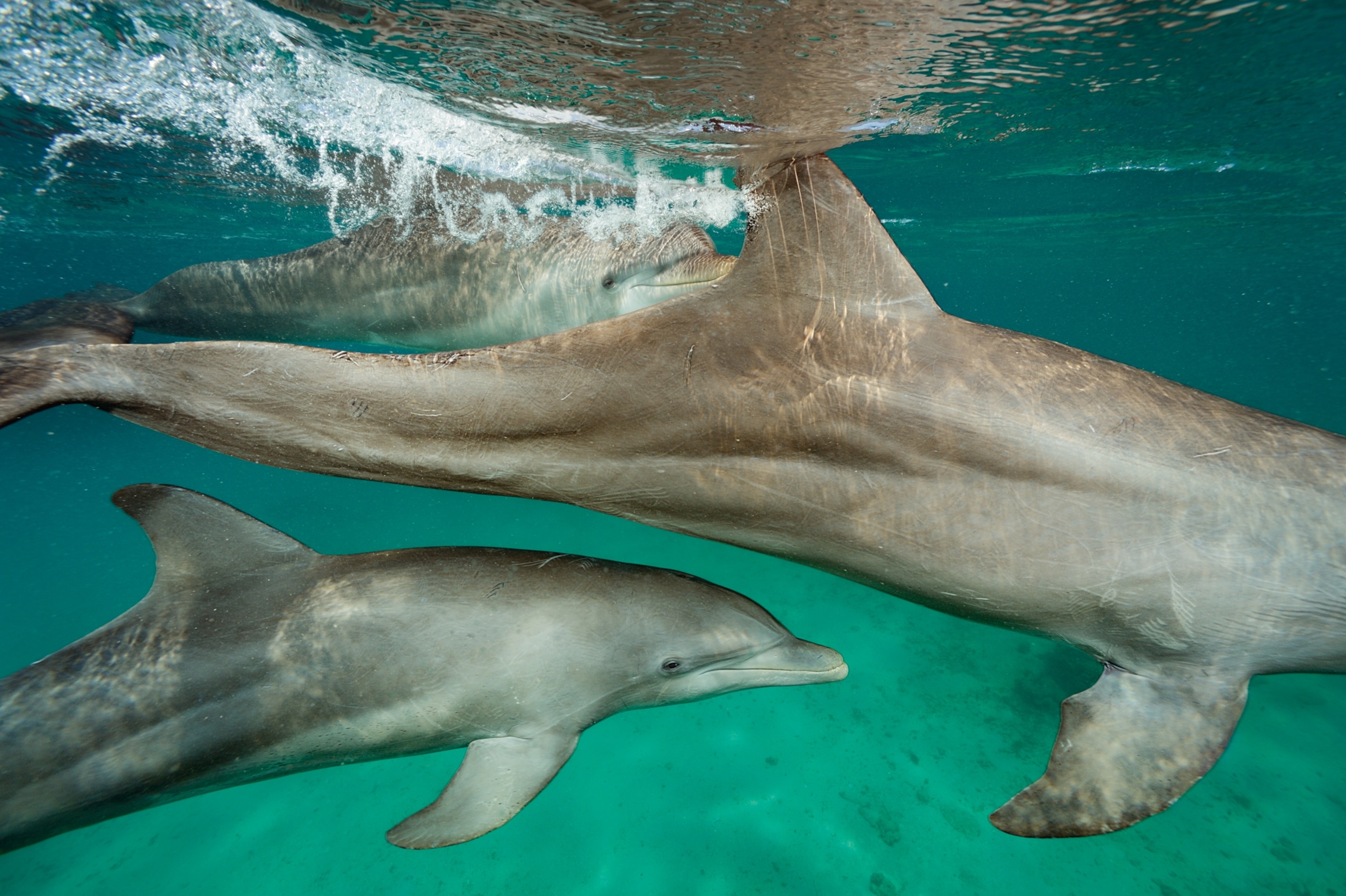 bottlenose dolphins at the Roatán Institute for Marine Sciences in Honduras