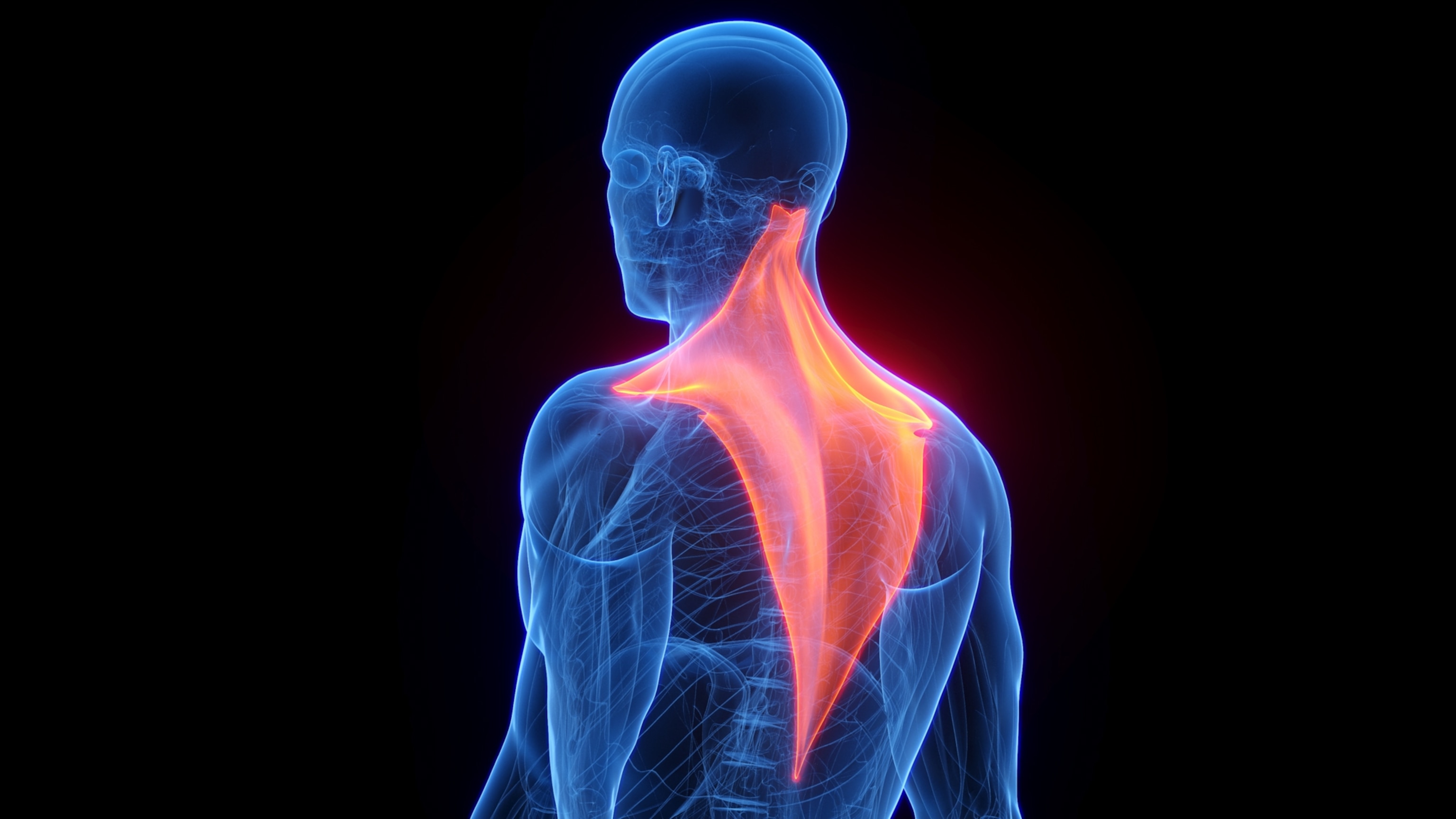 A computer illustration highlighting the trapezius muscle of the back.