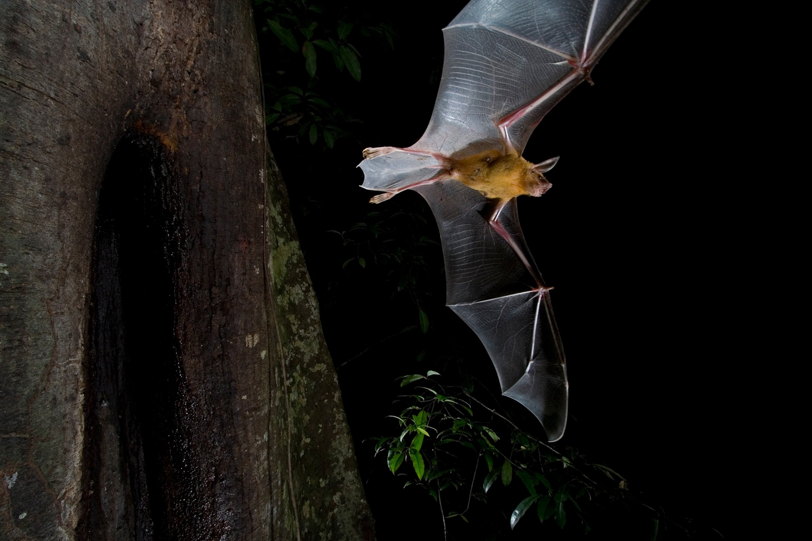 a greater bulldog bat