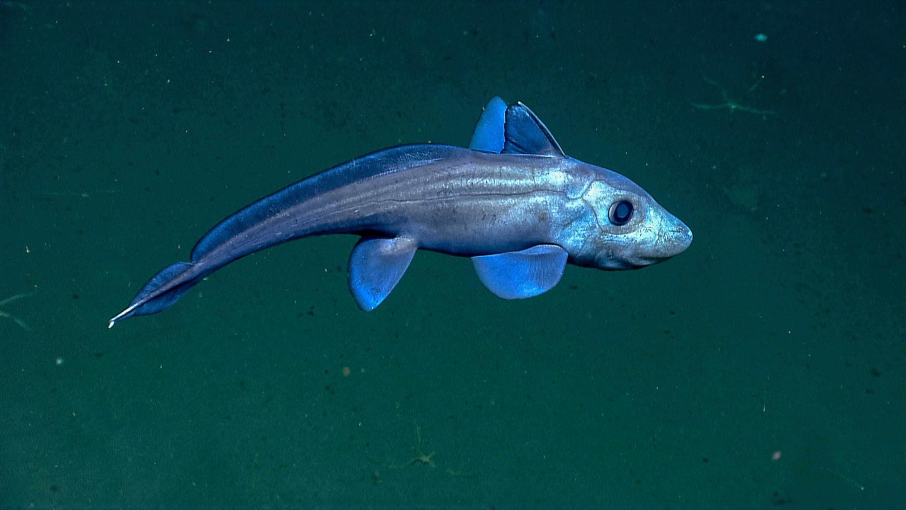 a blackbelly rosefish