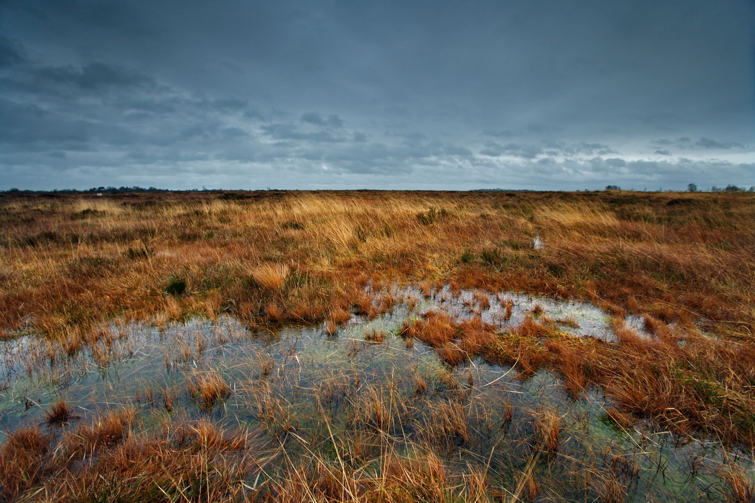 An expansive field of shallow water with various colors brown, red, and orange weeds and grasses sticking out of the water against a blue-ish gray background.