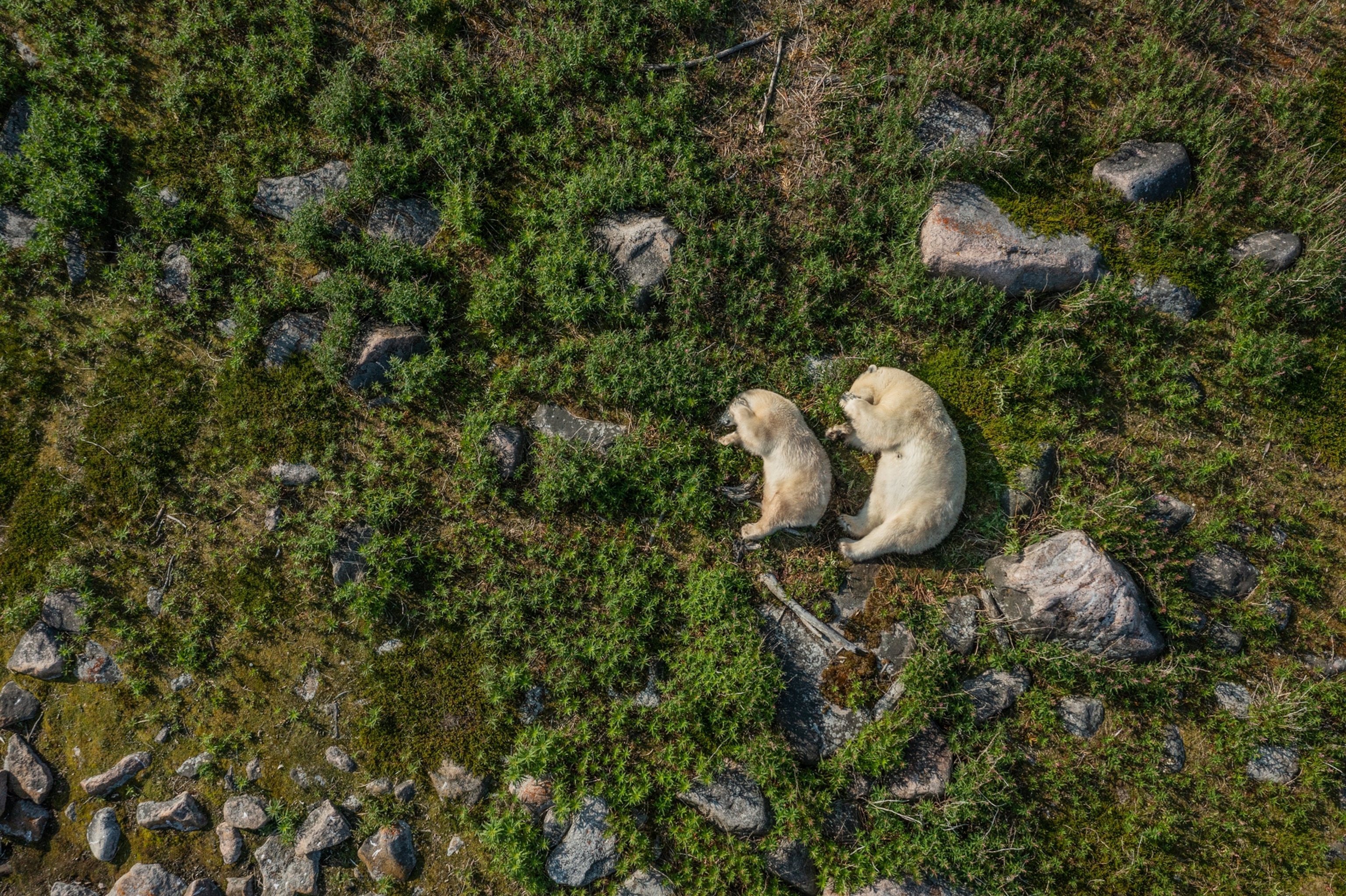 Picture of large and small bear sleep next to each other in exact same position on right side covering face with paws.