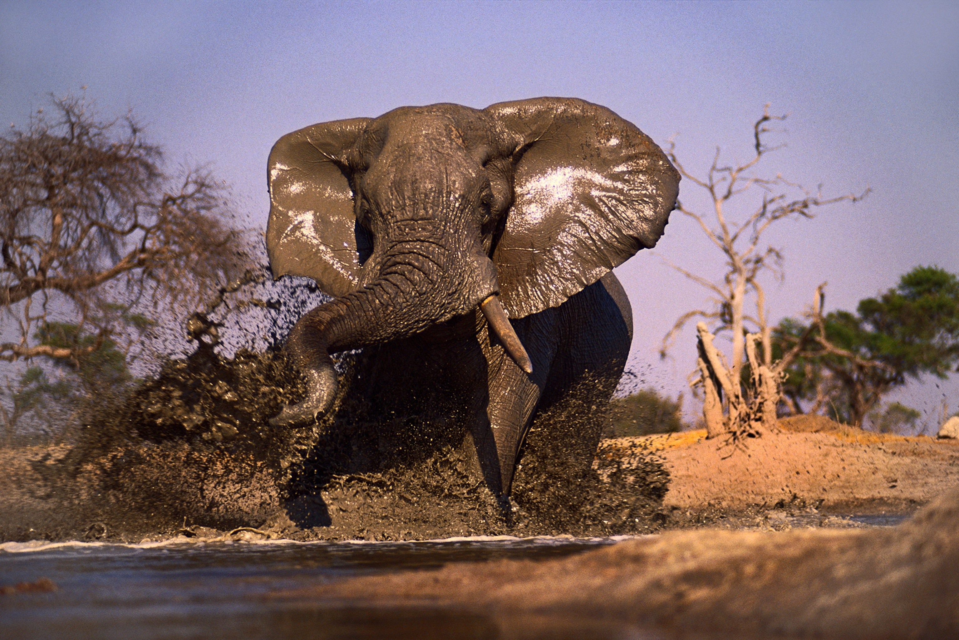 Bull elephant charges through mud splashing it upwards.