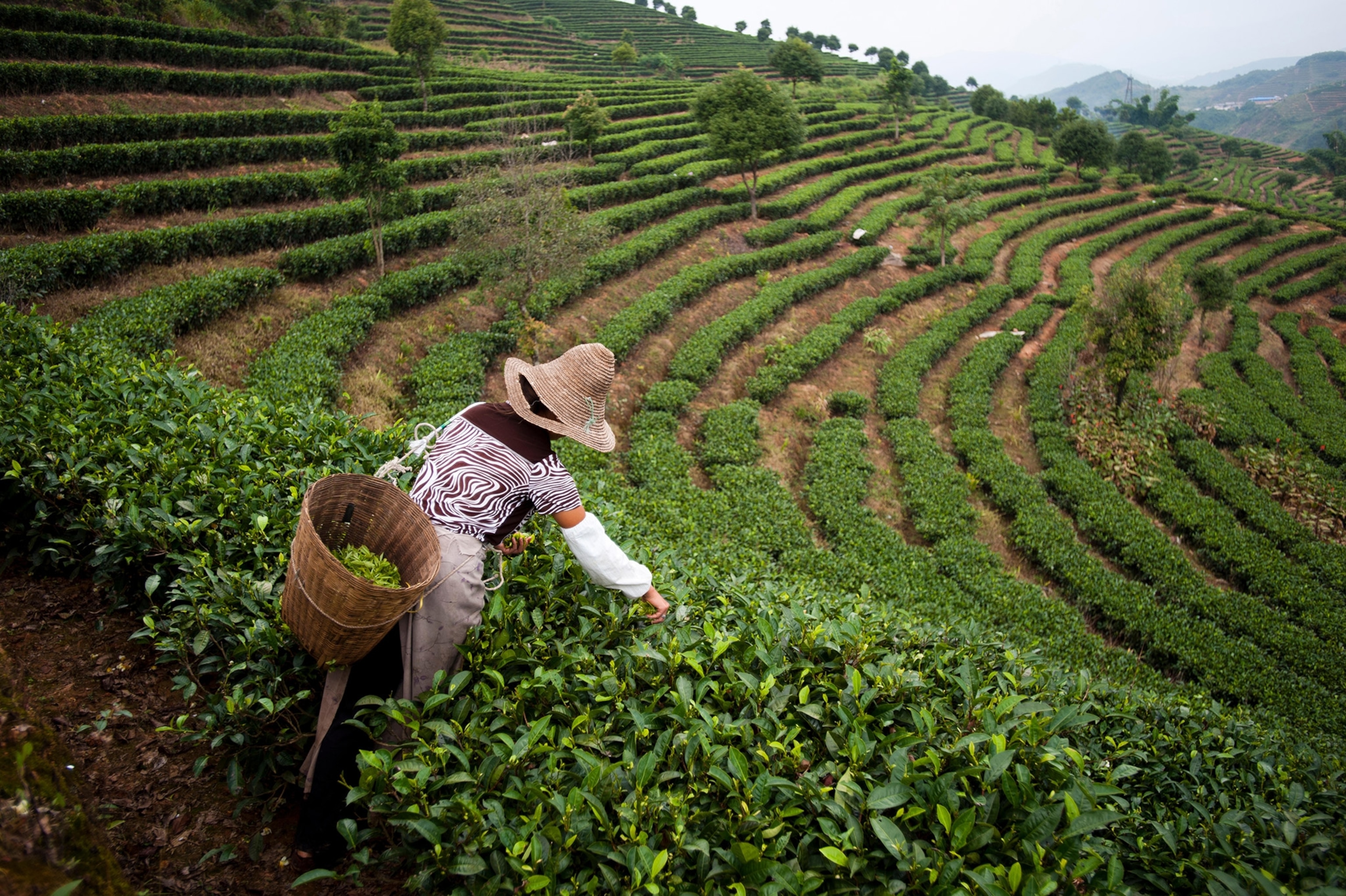 A woman collects tea leaves with a Puer tea estate in the background