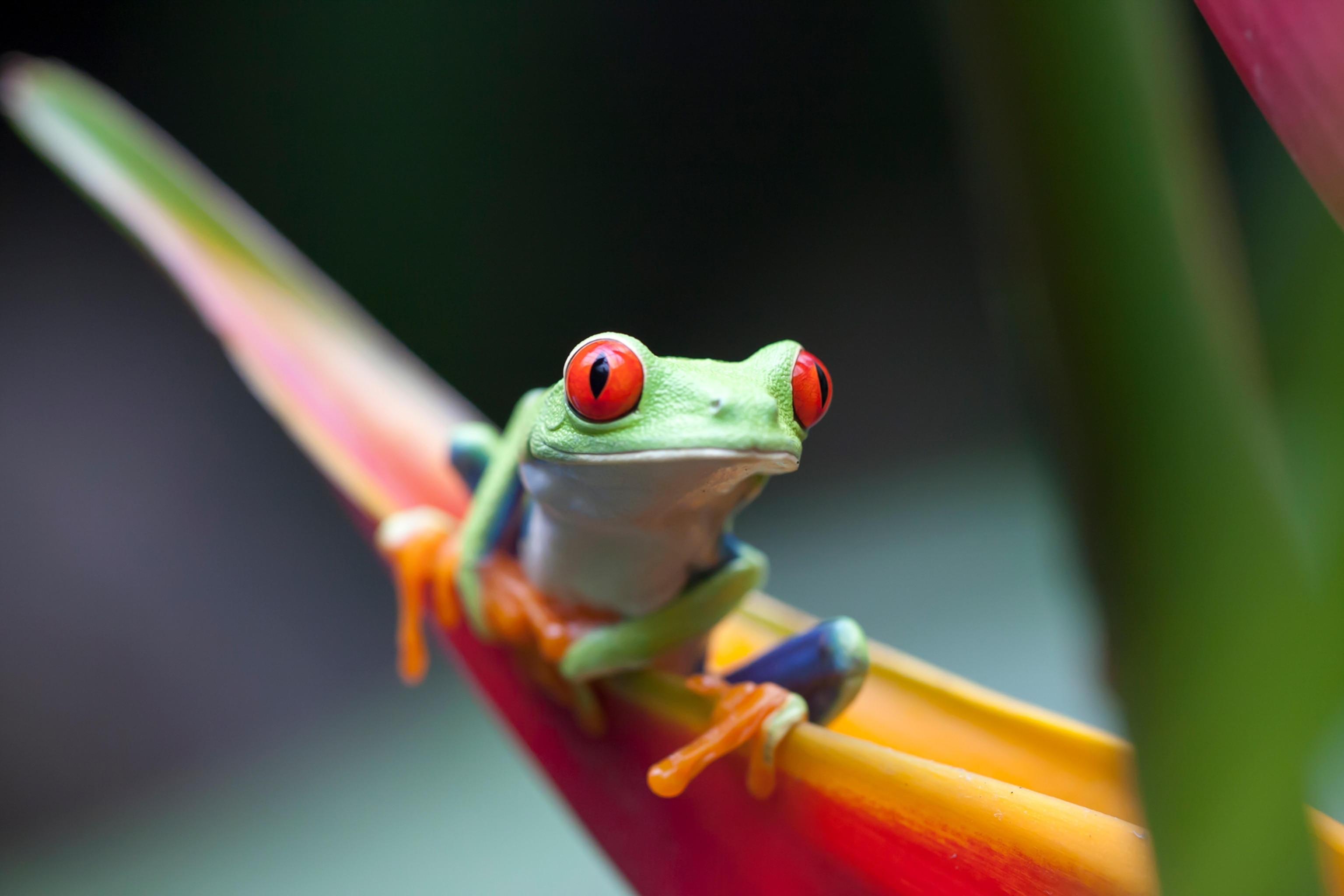 A red-eyed tree frog on an orange leaf in the cloud forest of Monteverde, Costa Rica.