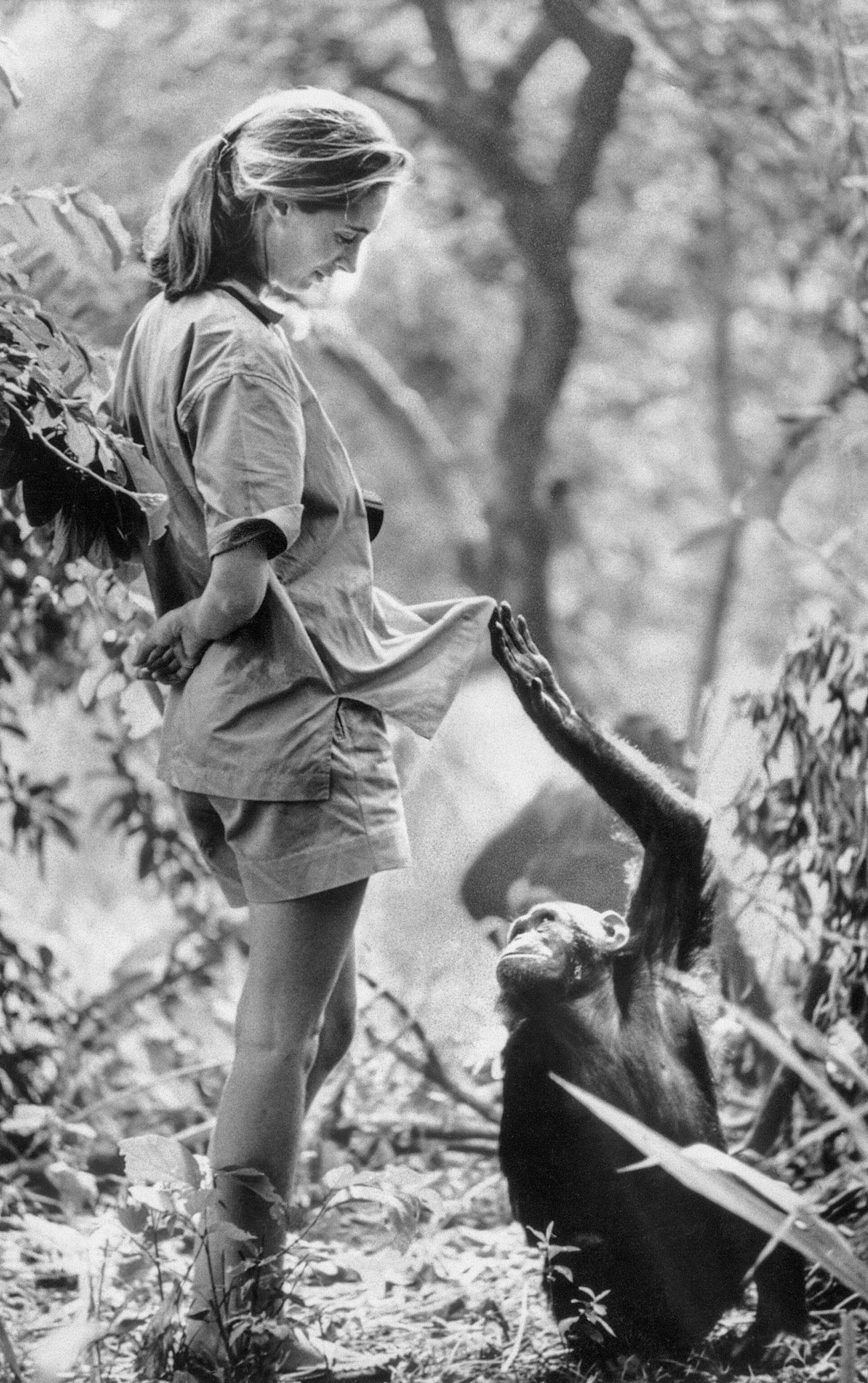 a black-and-white scene where an ape is lifting a woman's shirt in the forest