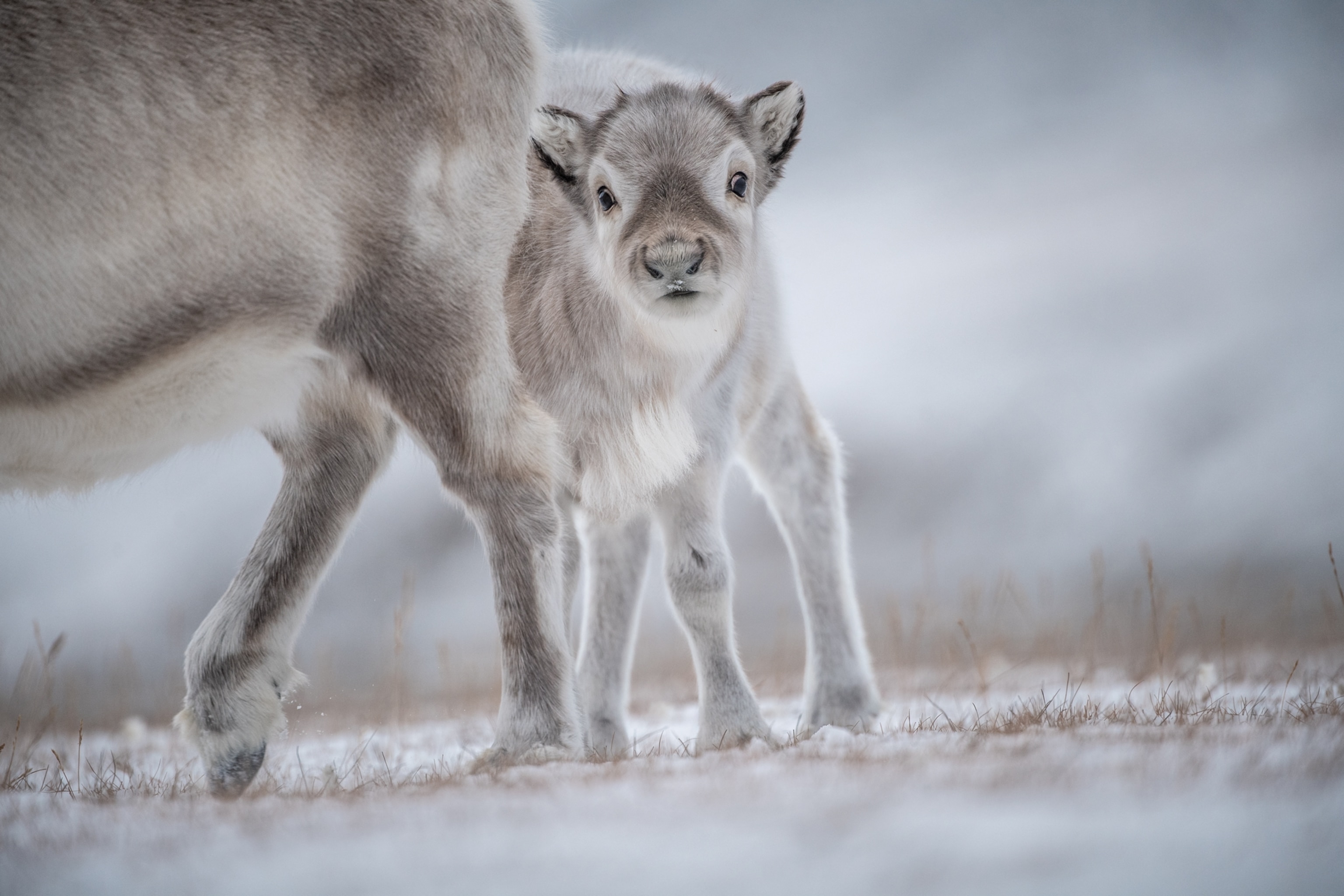 Picture of baby reindeer behind its mother legs.
