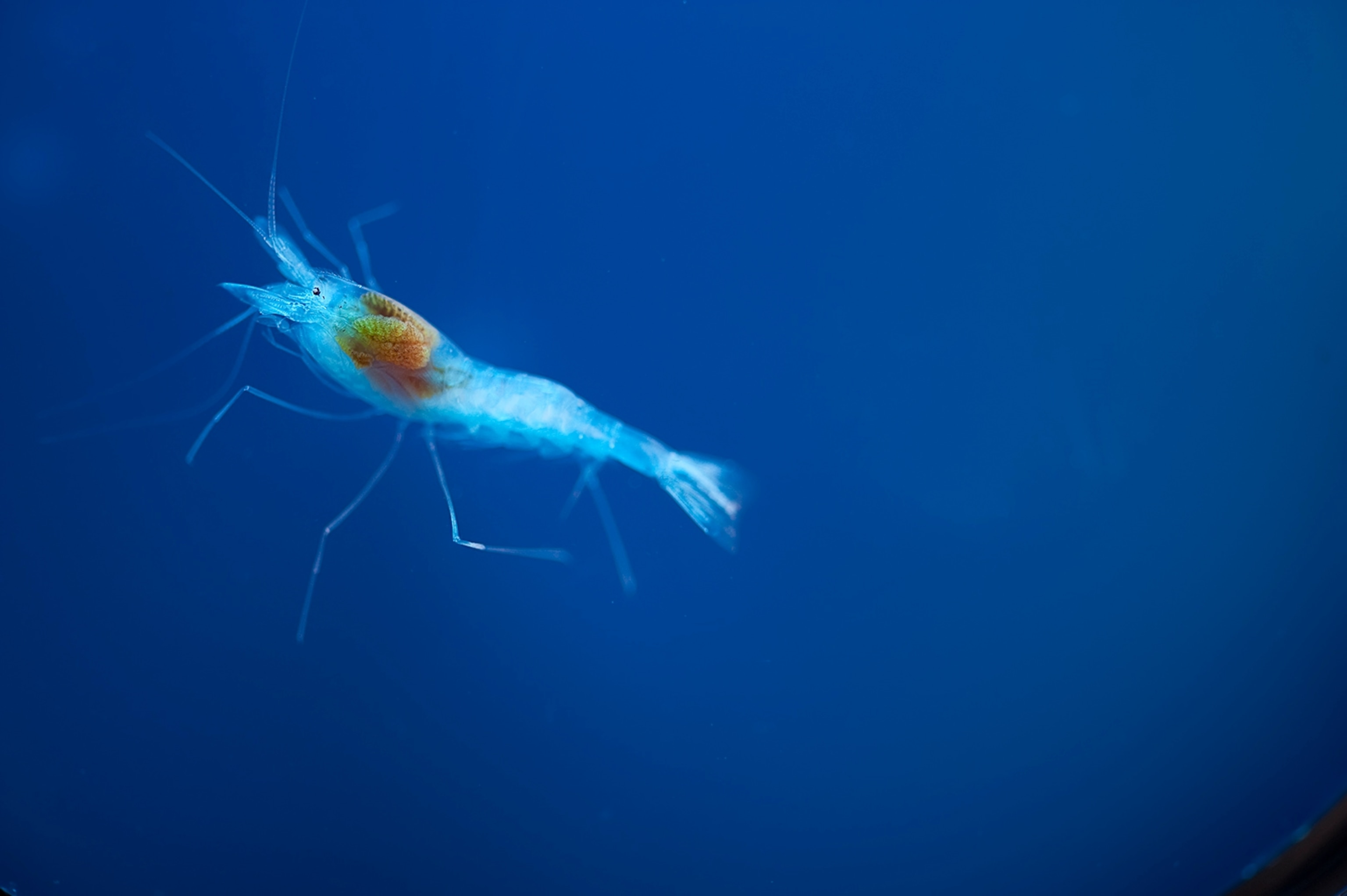 a translucent cave shrimp
