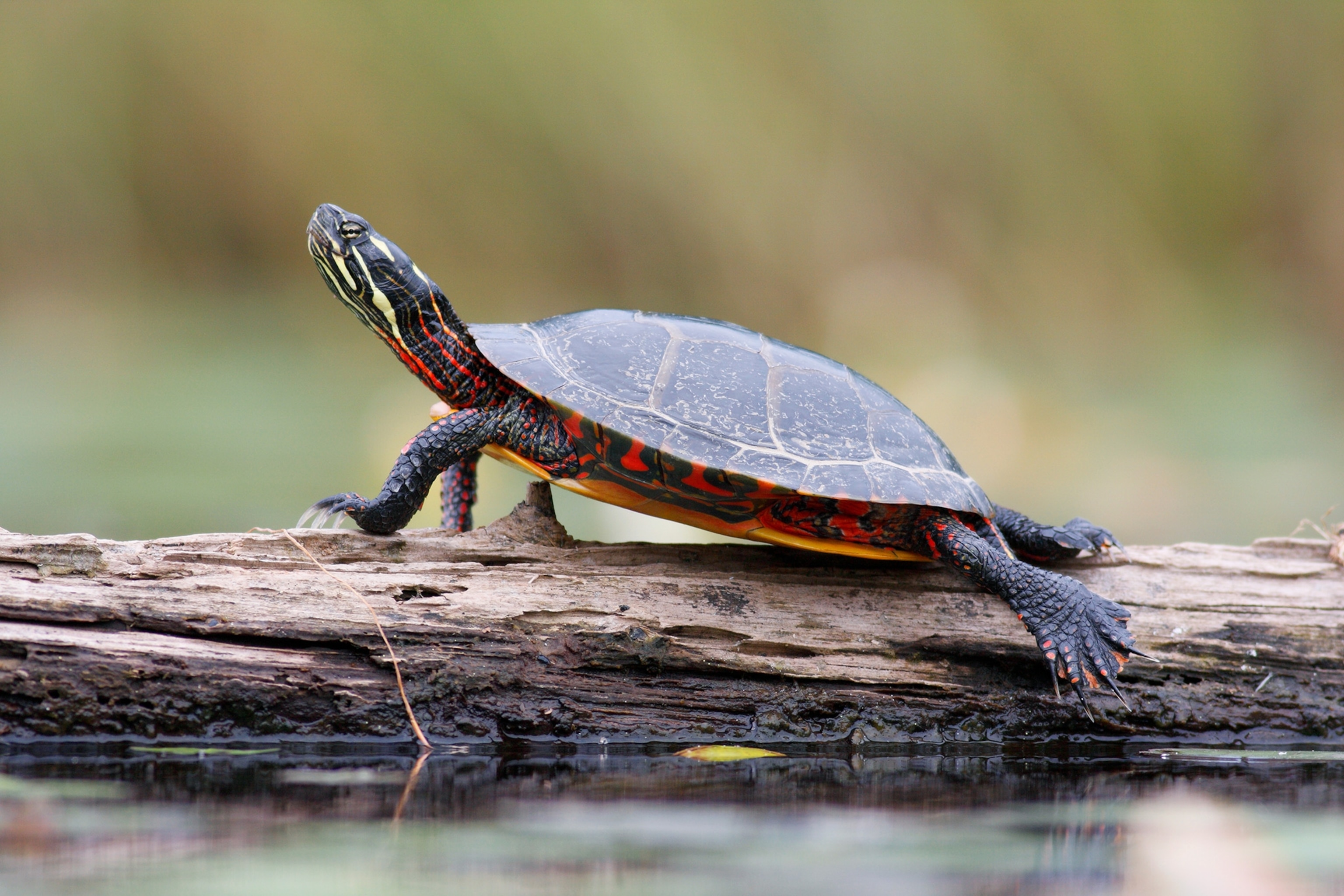 a painted turtle