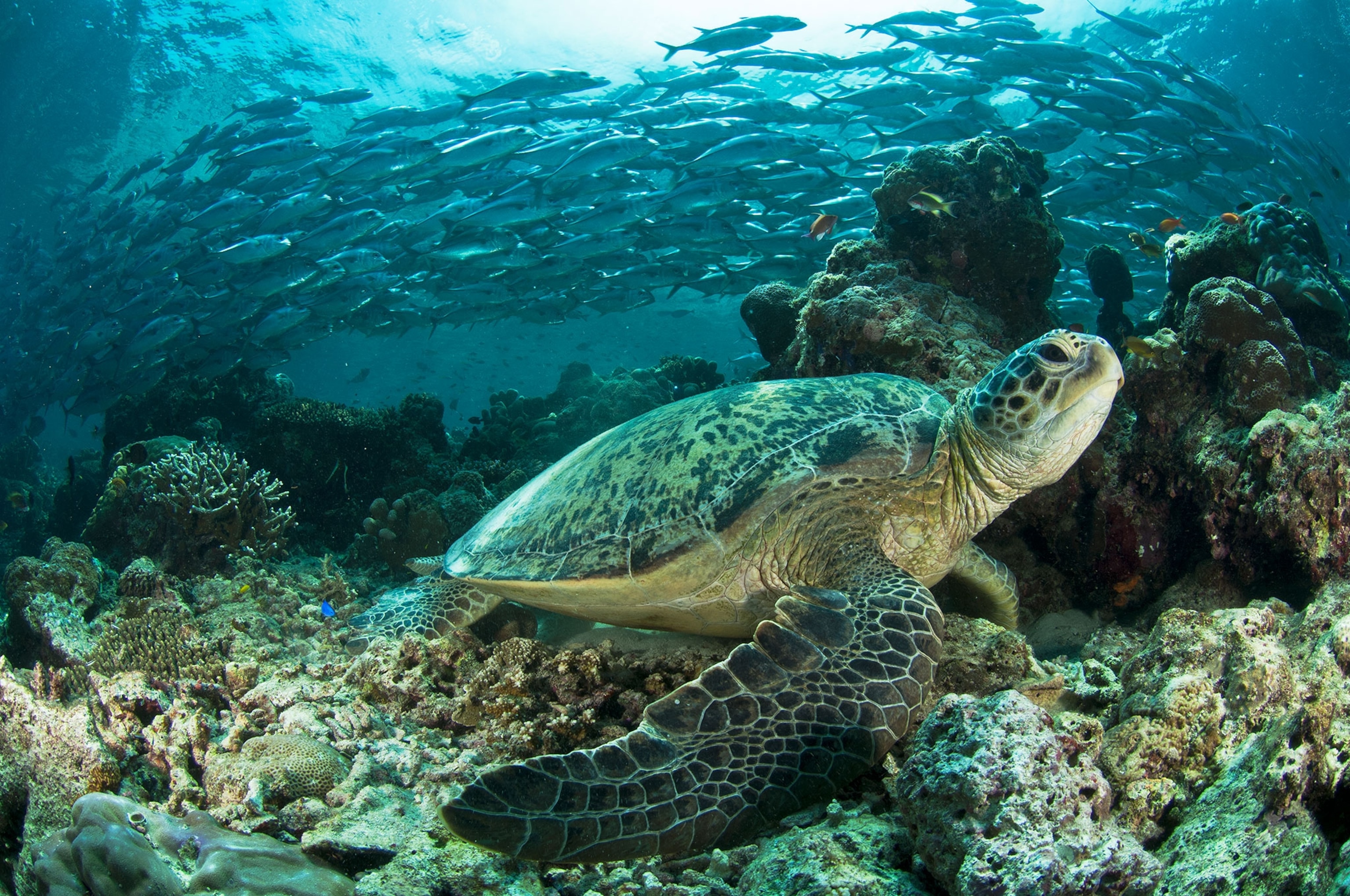 green sea turtles perch on coral ledges during low tide