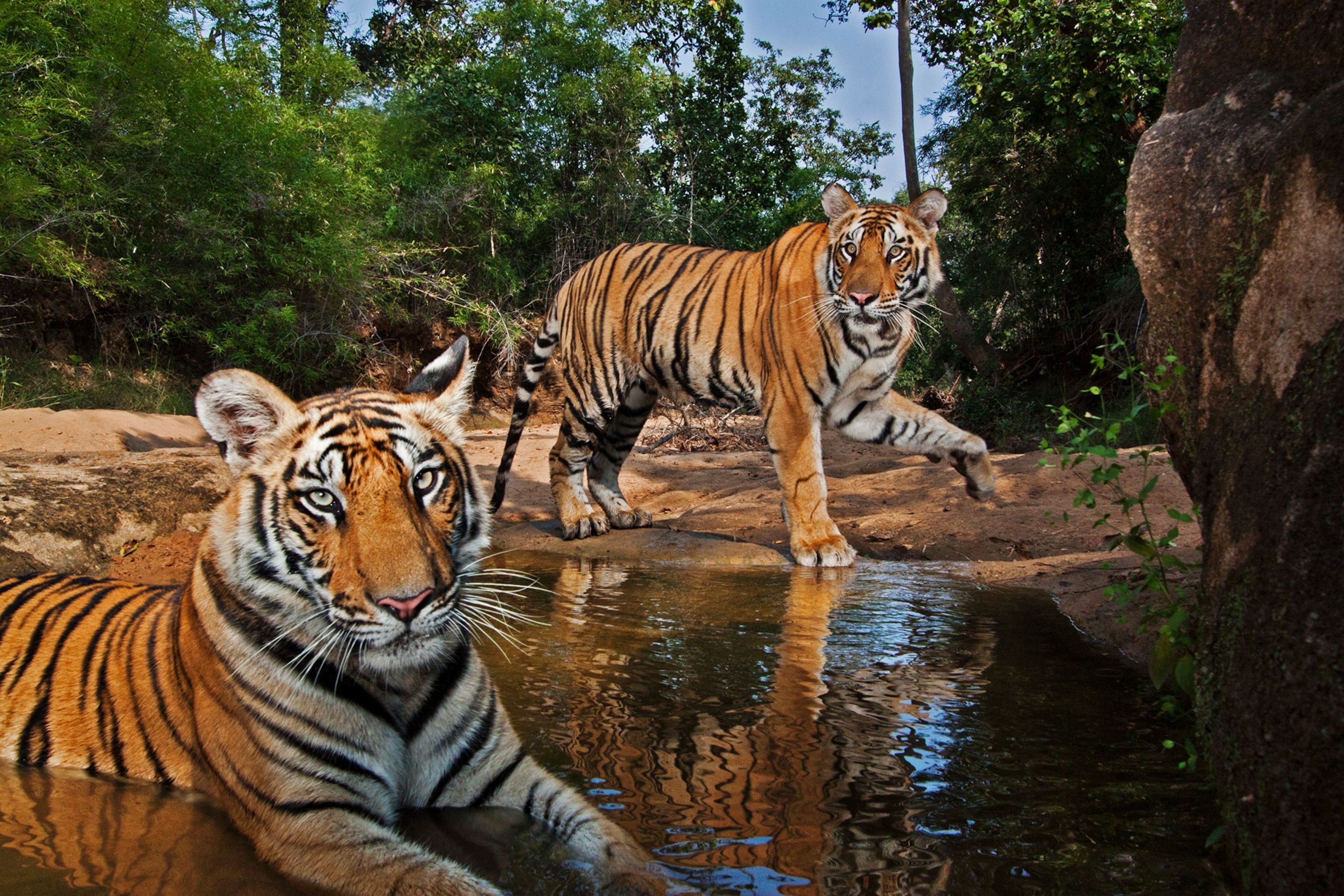 a tiger