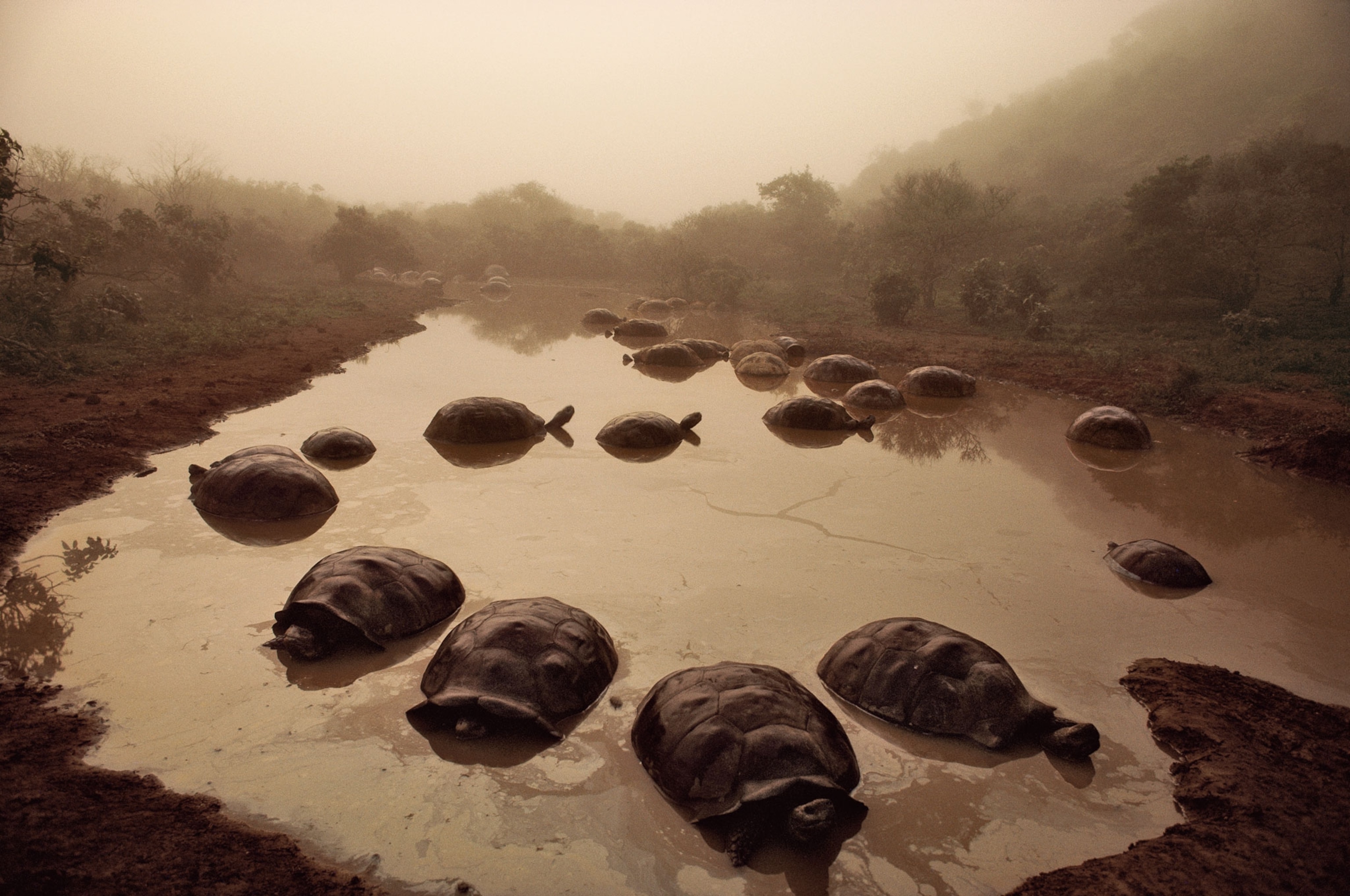giant tortoises in a pond
