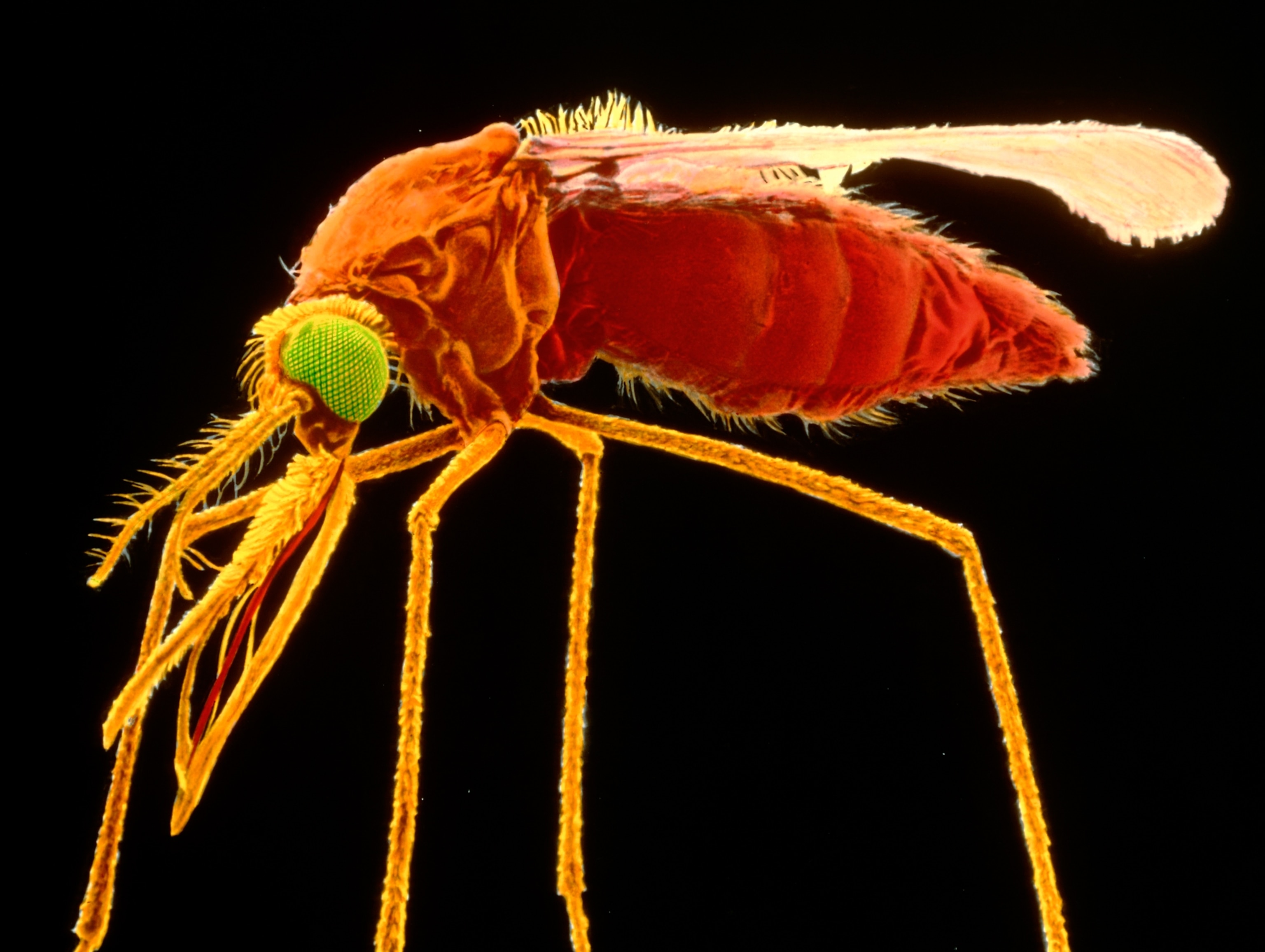 A colorized scanning electron micrograph of a female Anopheles gambiae mosquito, its abdomen swollen after feeding on blood.