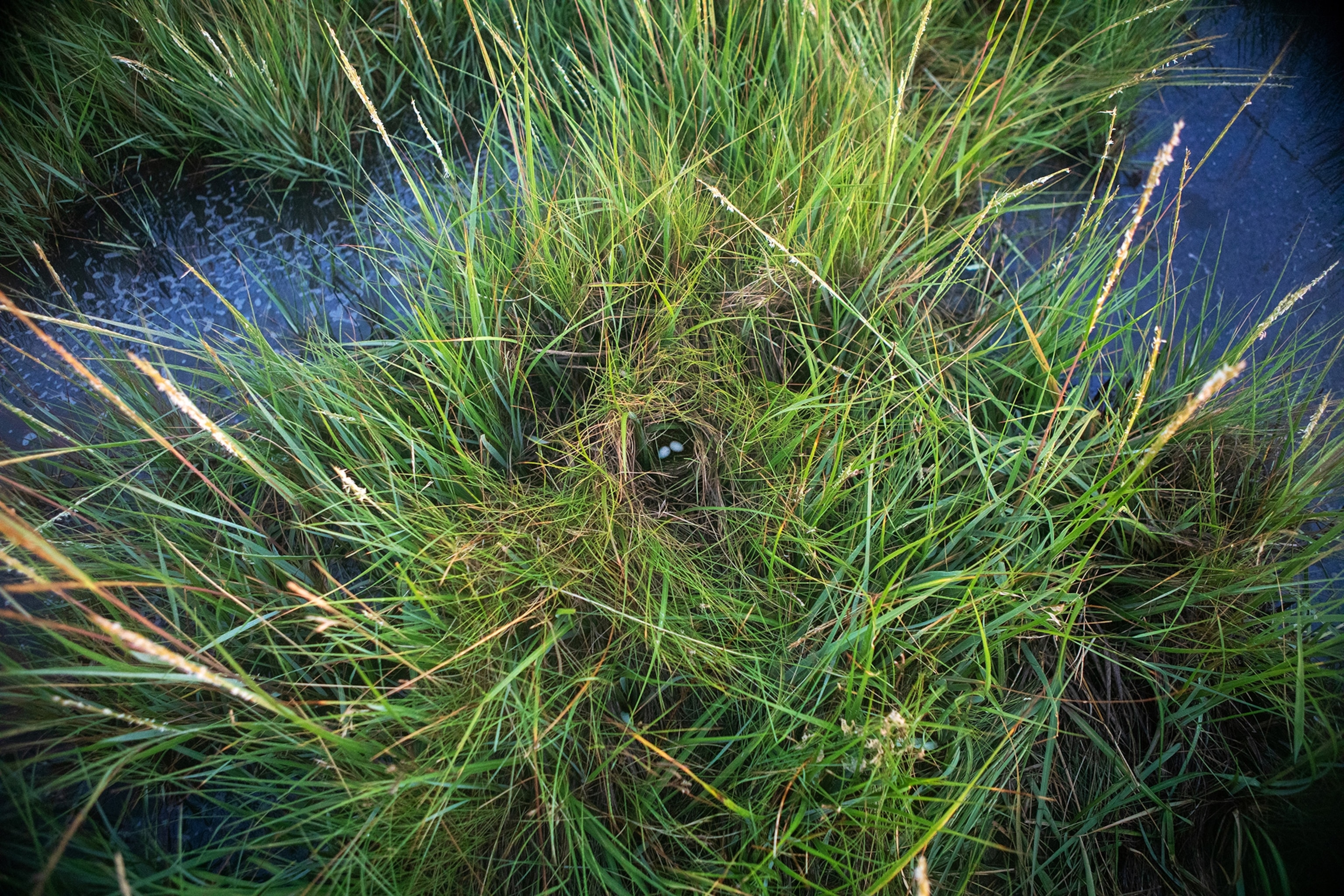 A failed nest which flooded during the high tide sits precariously between two pools of water at the Eldridge Road Marsh in Wells, Maine.