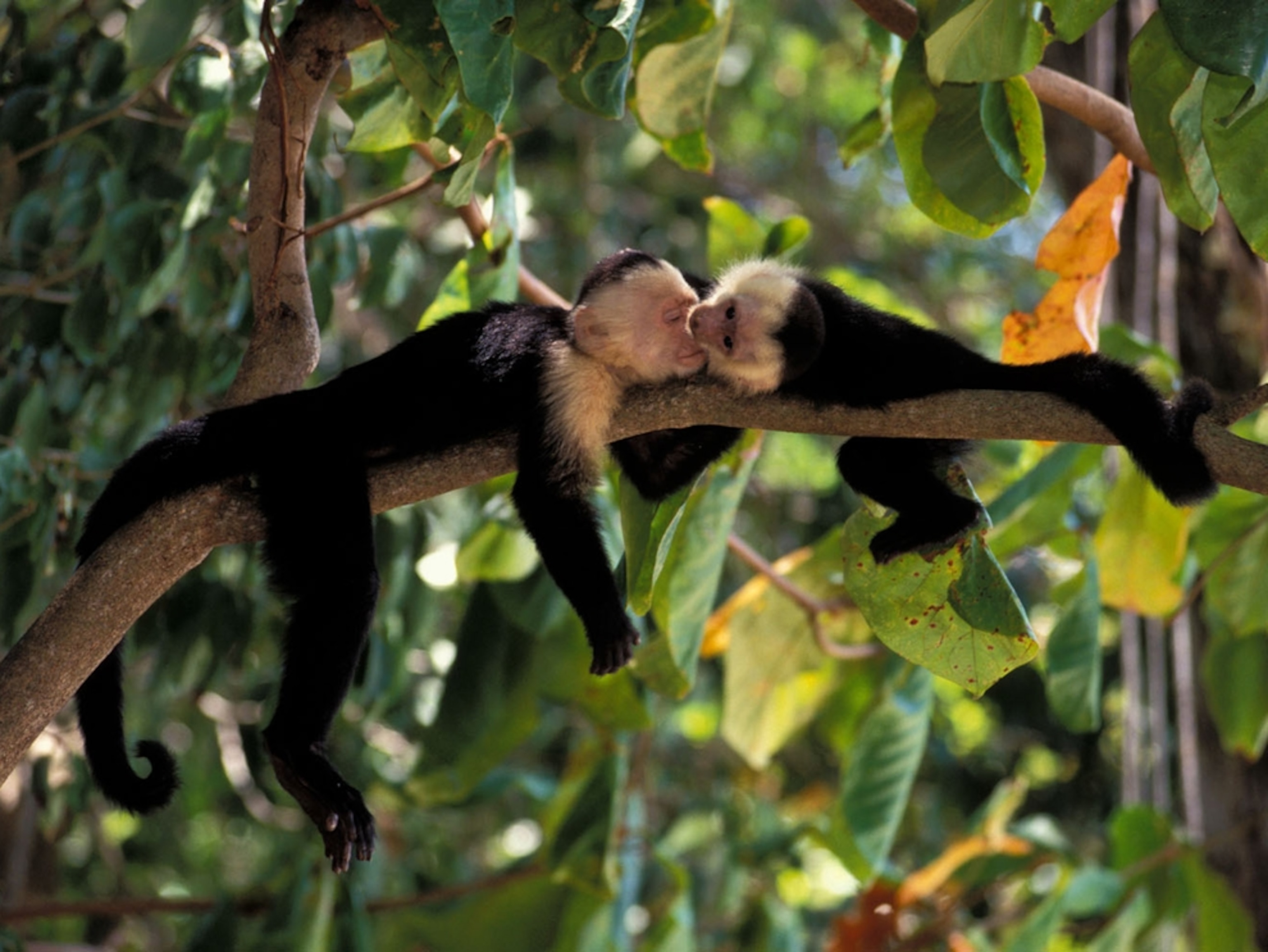 white-faced capuchin monkeys play in trees, Costa Rica