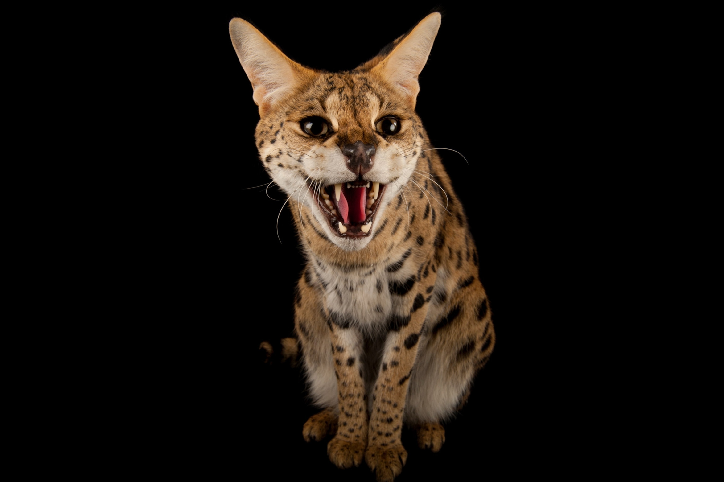 a serval