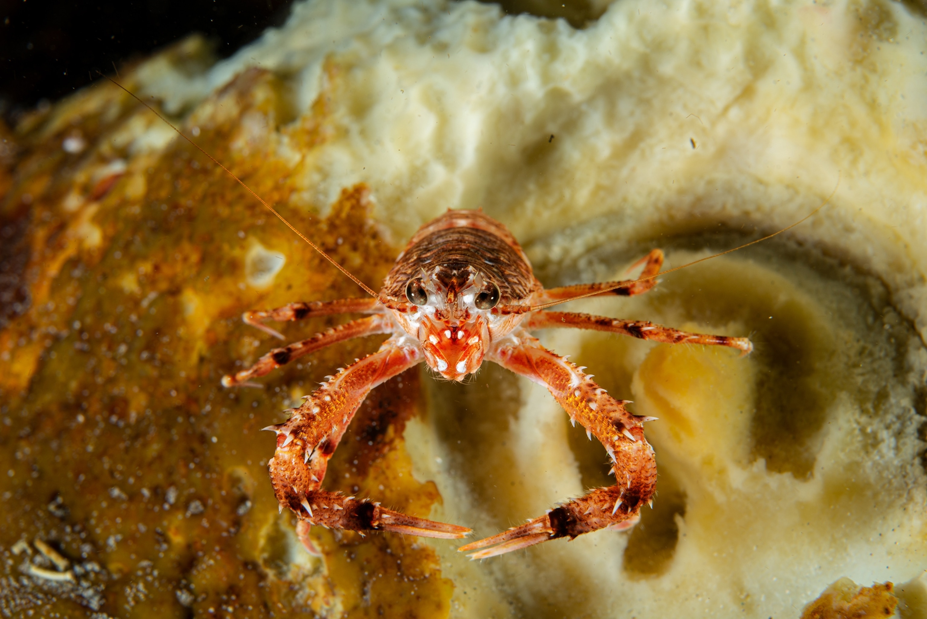 tiny red lobster.