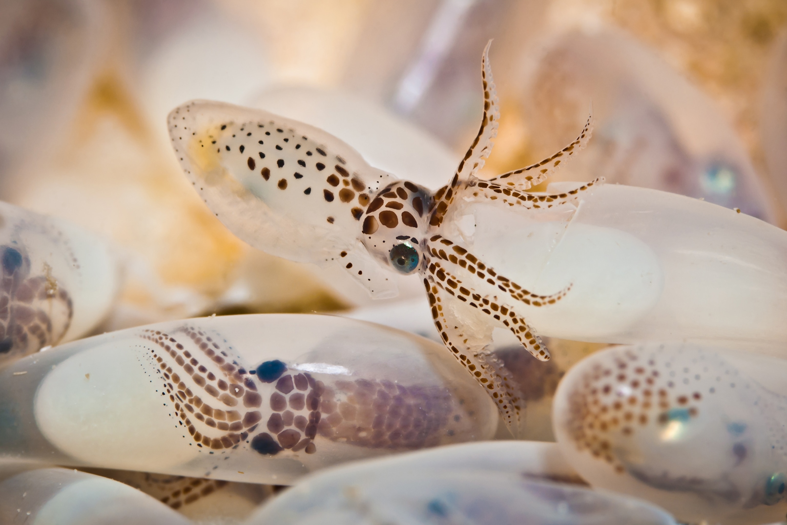 A baby octopus hatching, Pramuka Island, Indonesia