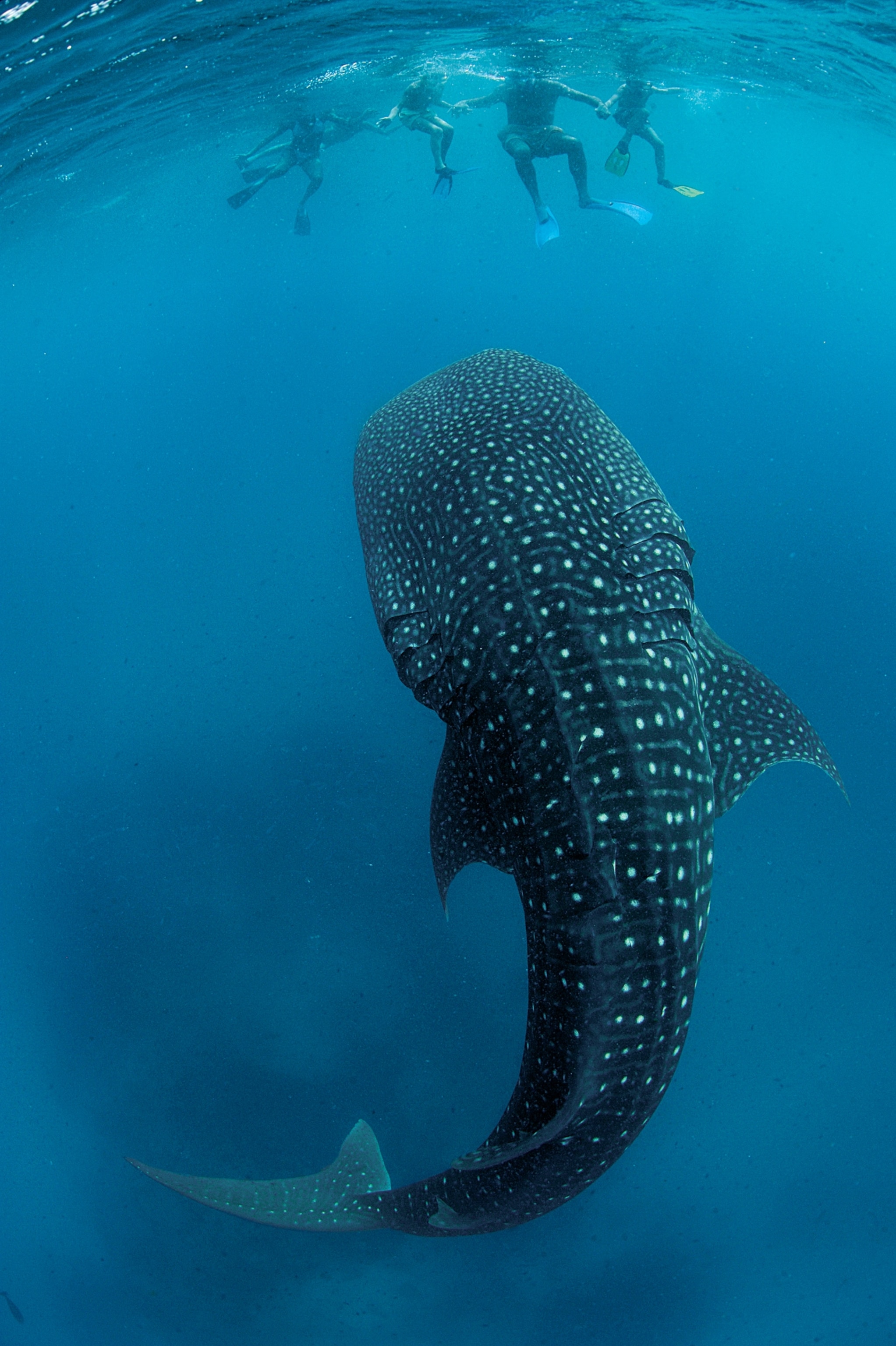 Picture of shark with spotted body under snorkeling people.