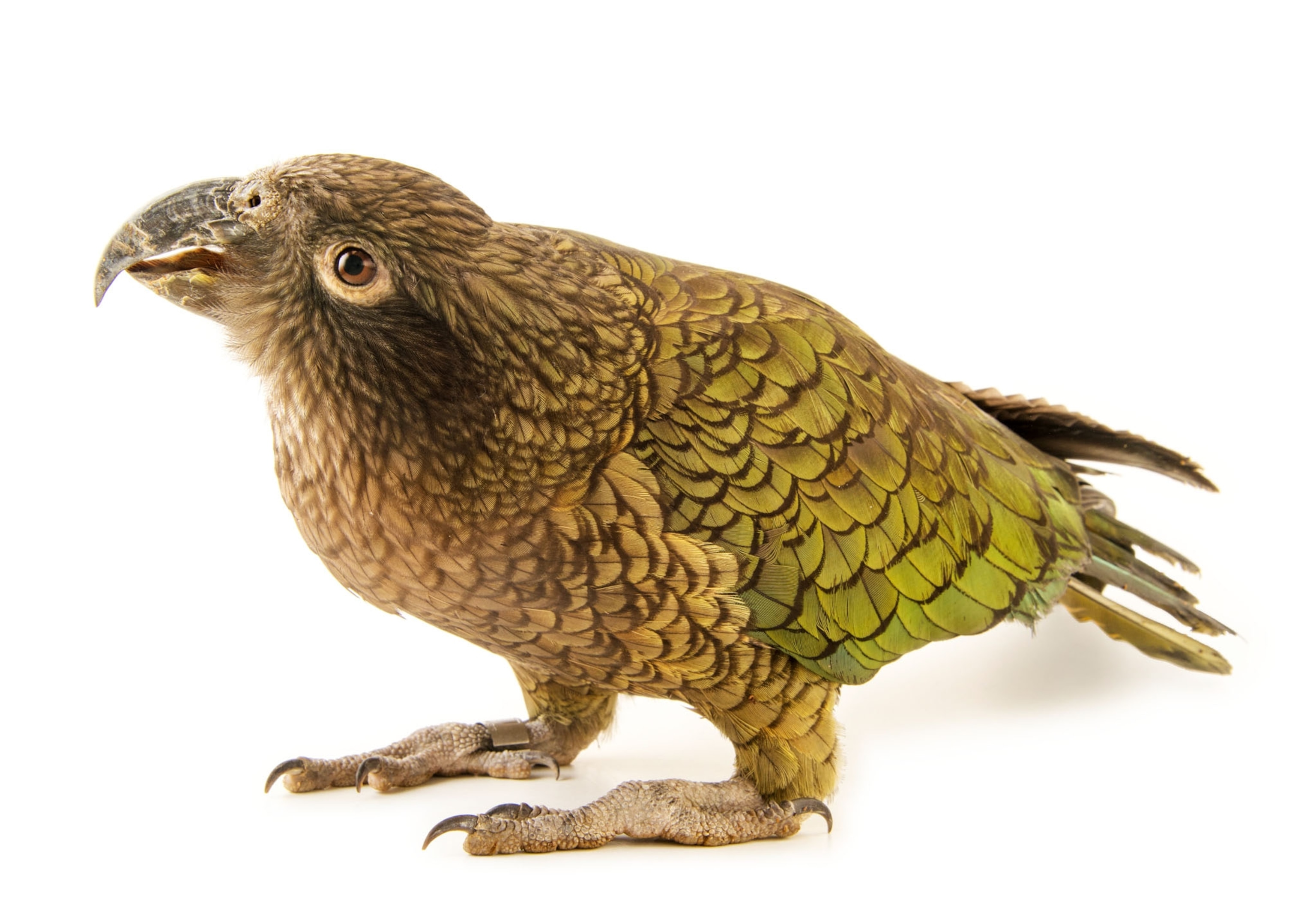 parrot
