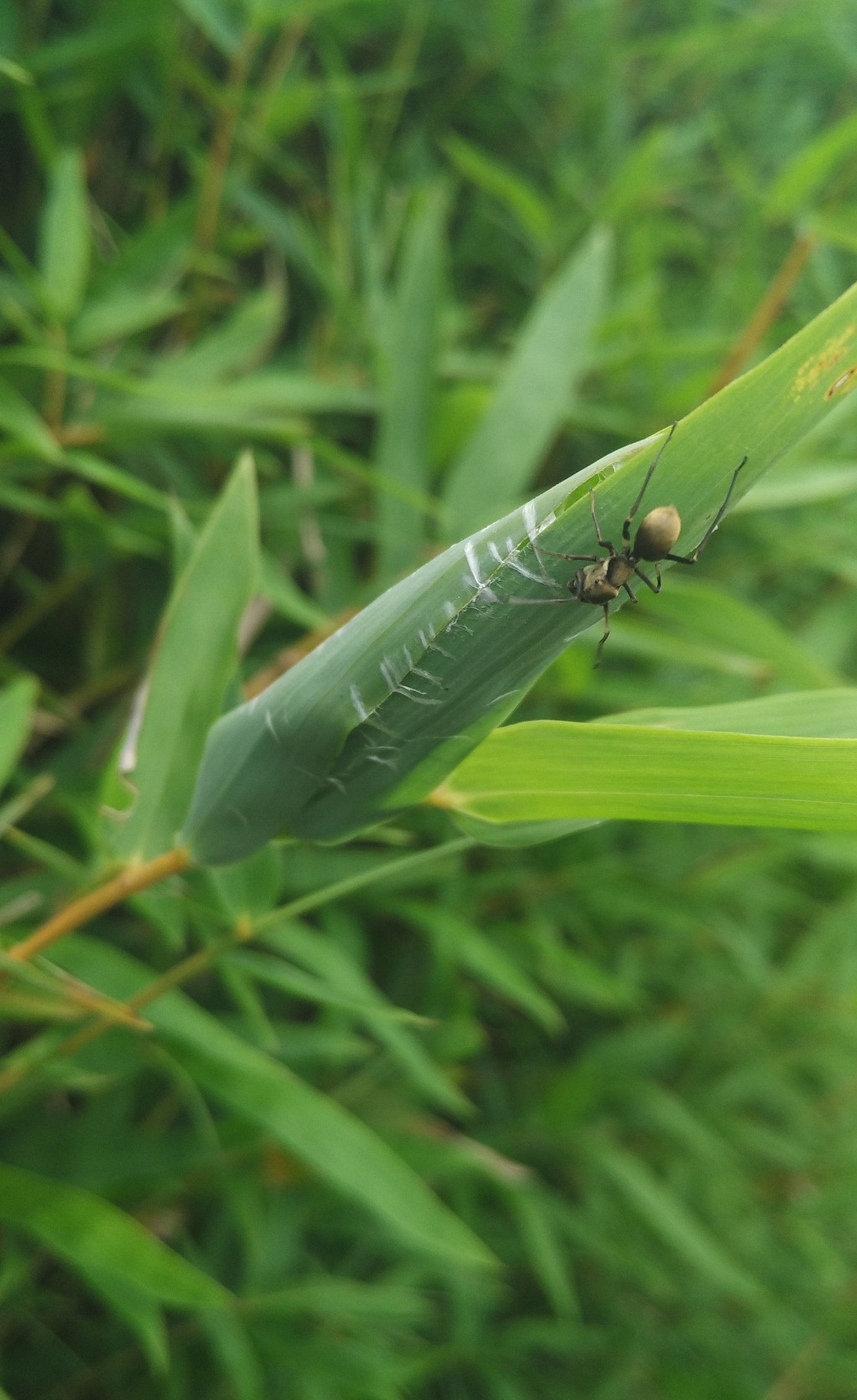 jumping spider