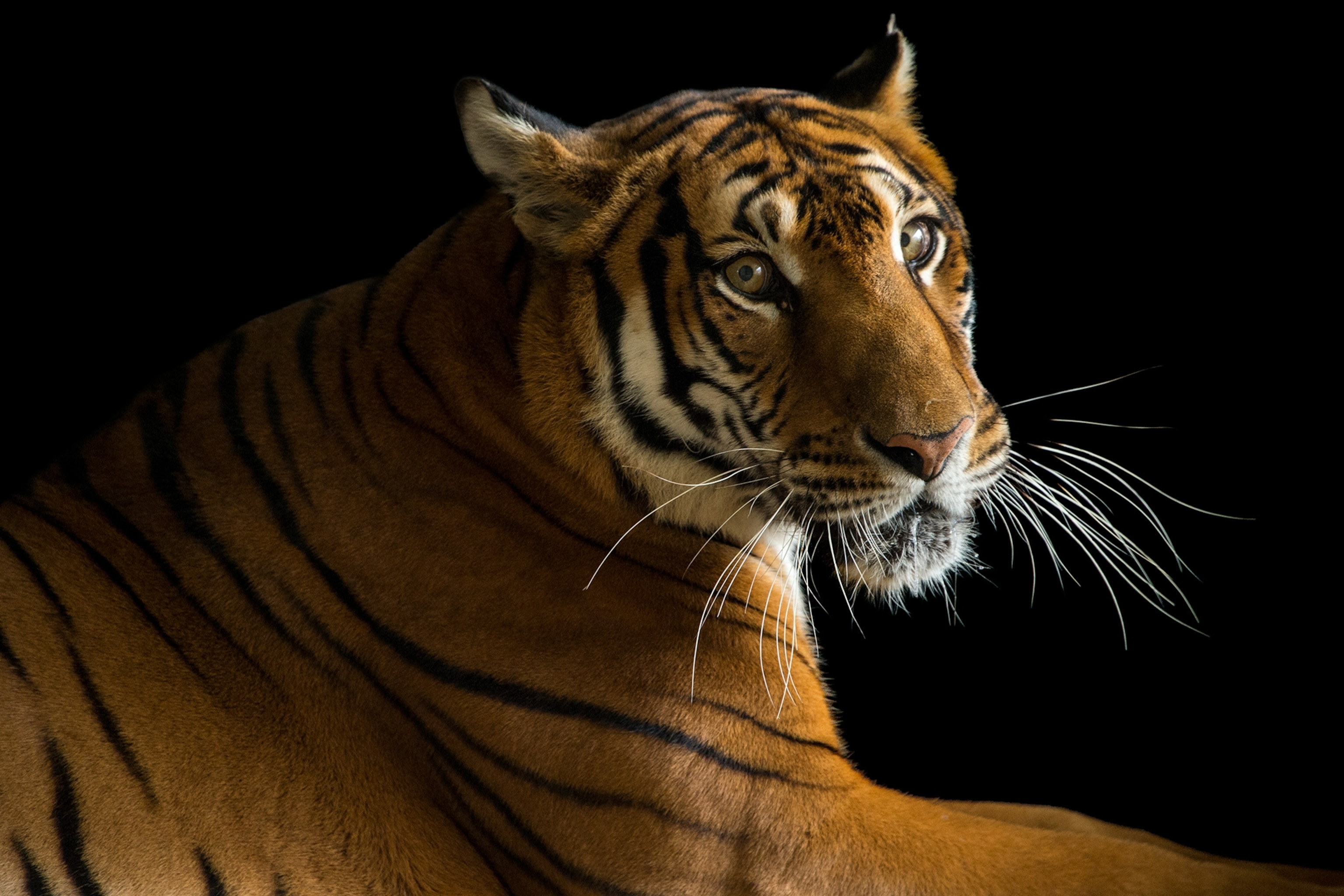 a critically endangered, female South China tiger