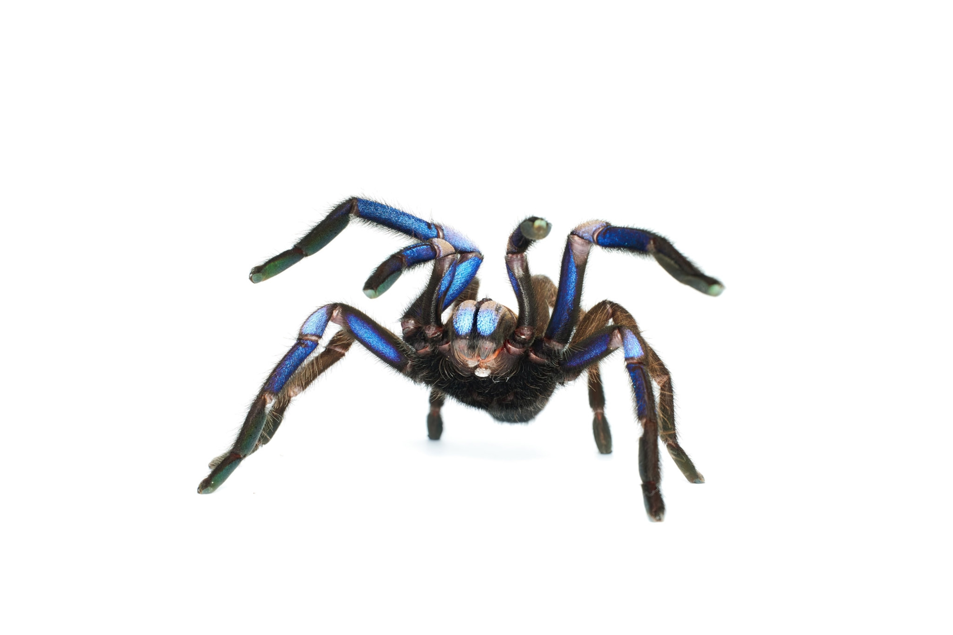 A wide view of the spider and its legs highlighting the blue throughout its body.
