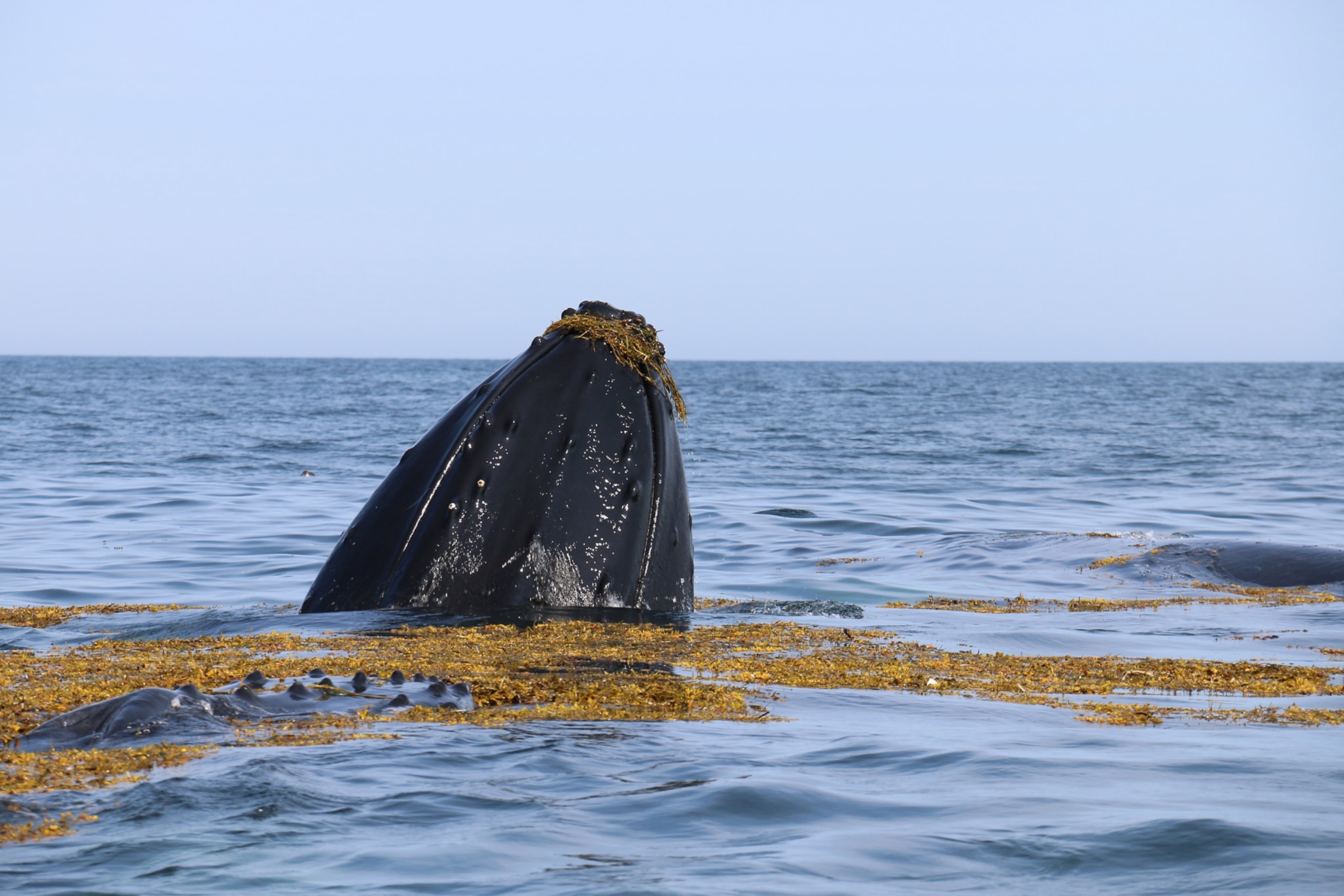 A whale breaches the surface on the water, with seaweed all around it.