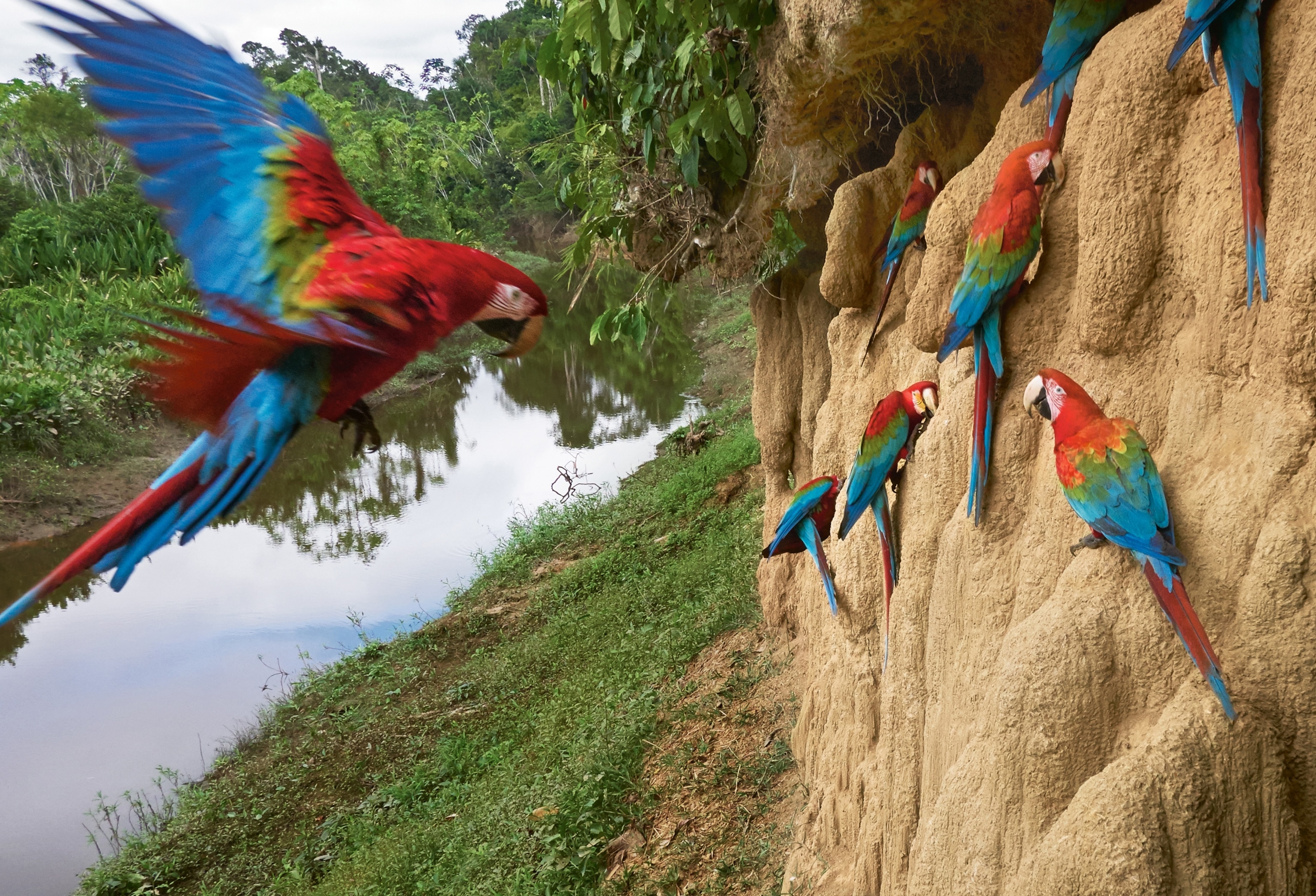 Picture red-and-green macaws near Manú National Park, Peru