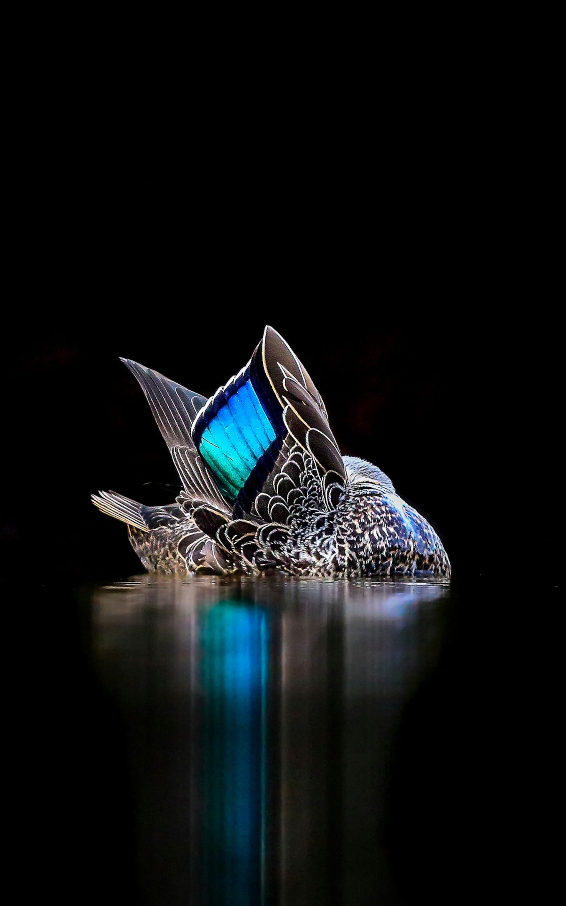 bird