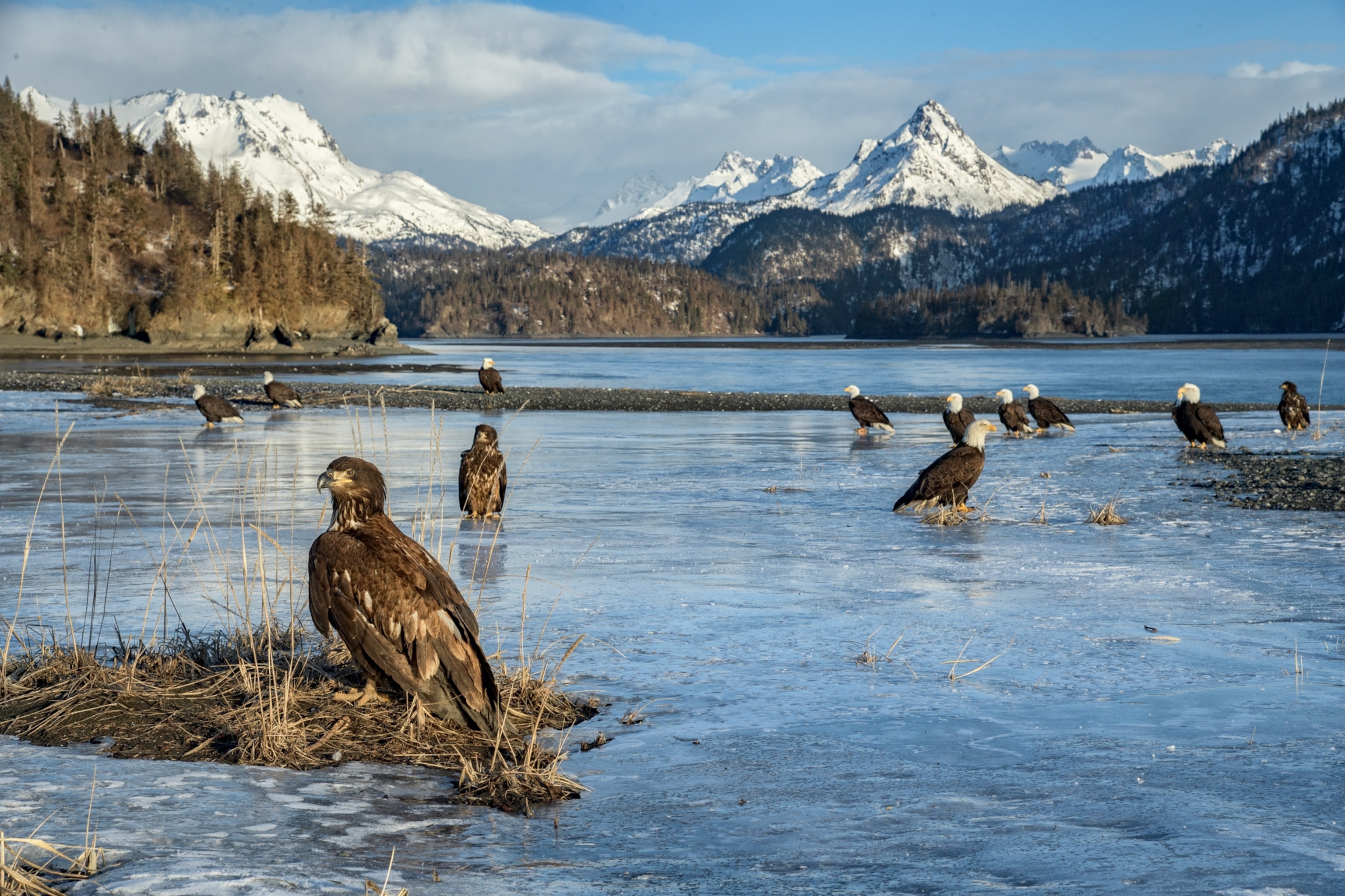 Picture of nearly a dozen bald eagles standing on a frozen lake with mountains in the background.