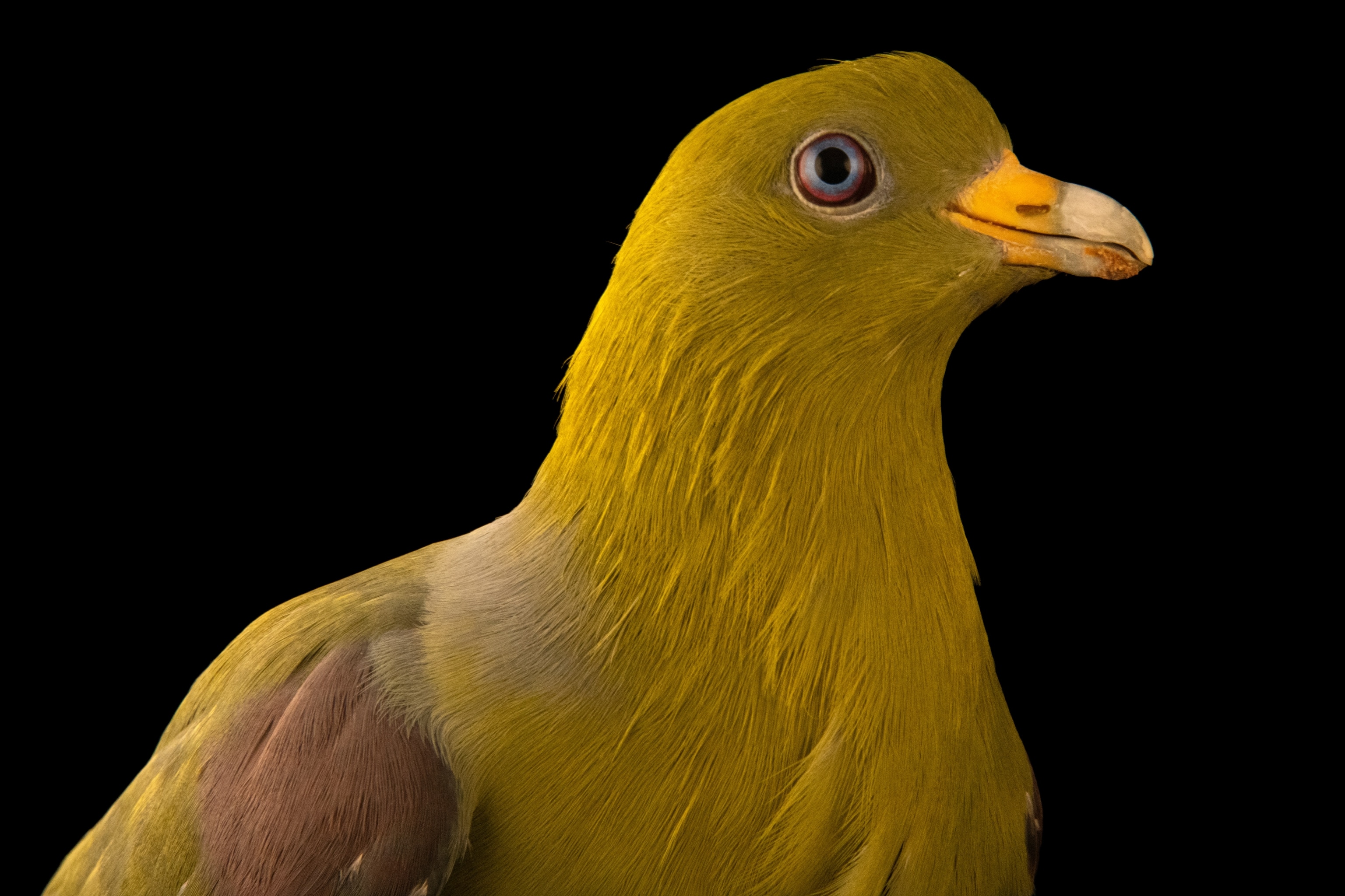 Studio photograph of a Madagascar green pigeon