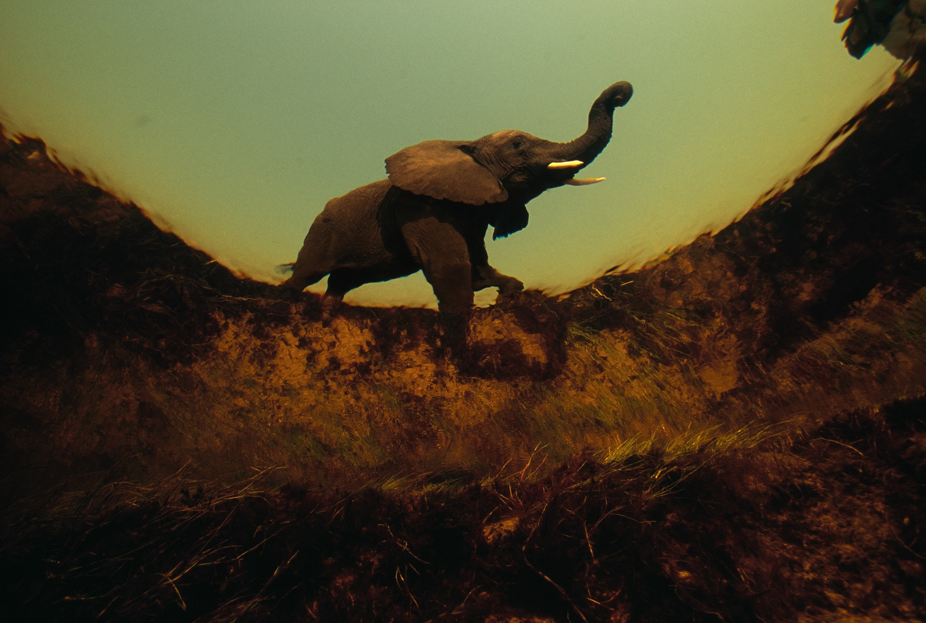 Elephant seen from underwater with trunk raised.