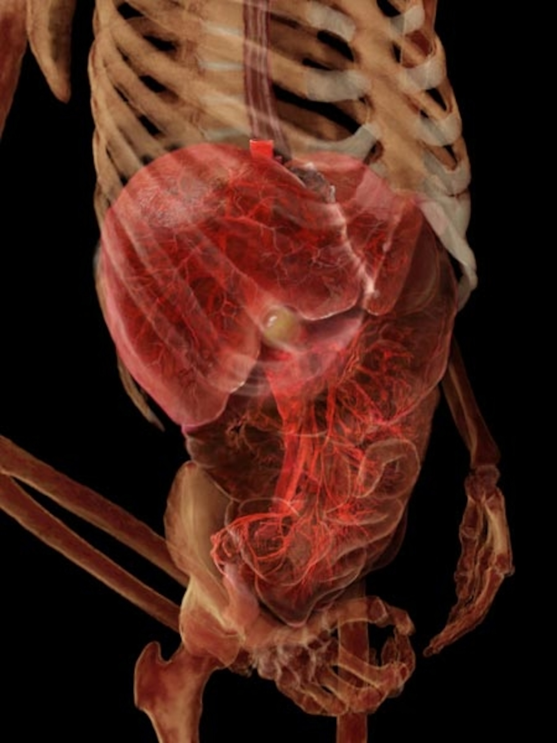 Image: Lower digestive organs