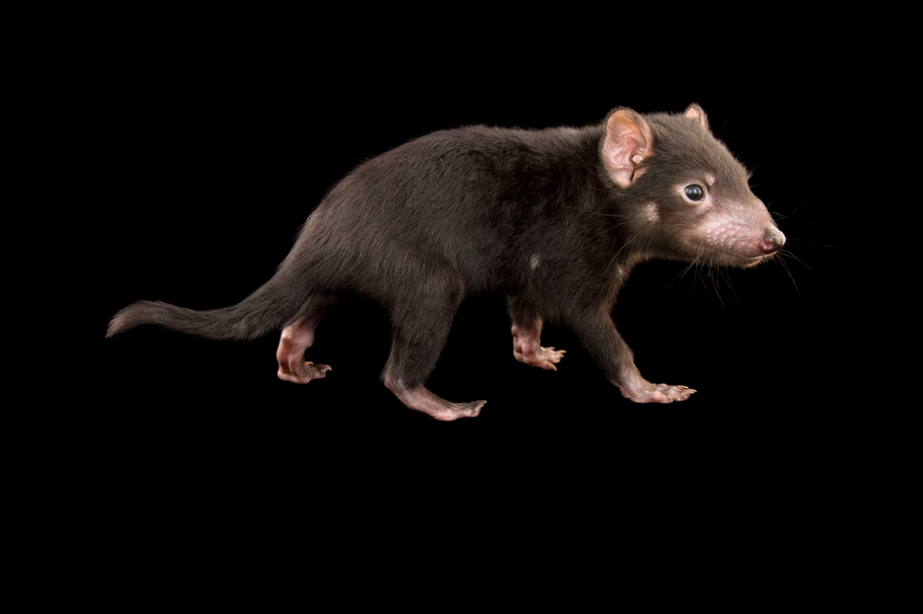 a Tasmanian devil joey