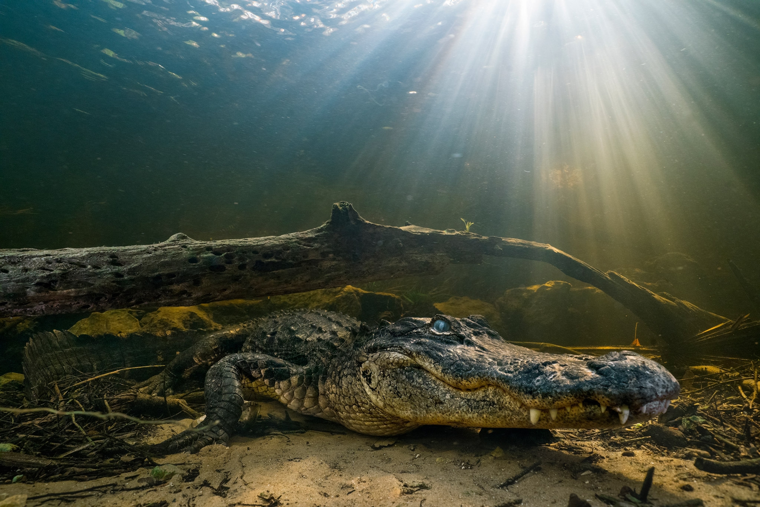 an american alligator at the bottom of a swamp in Everglades National Park in Florida