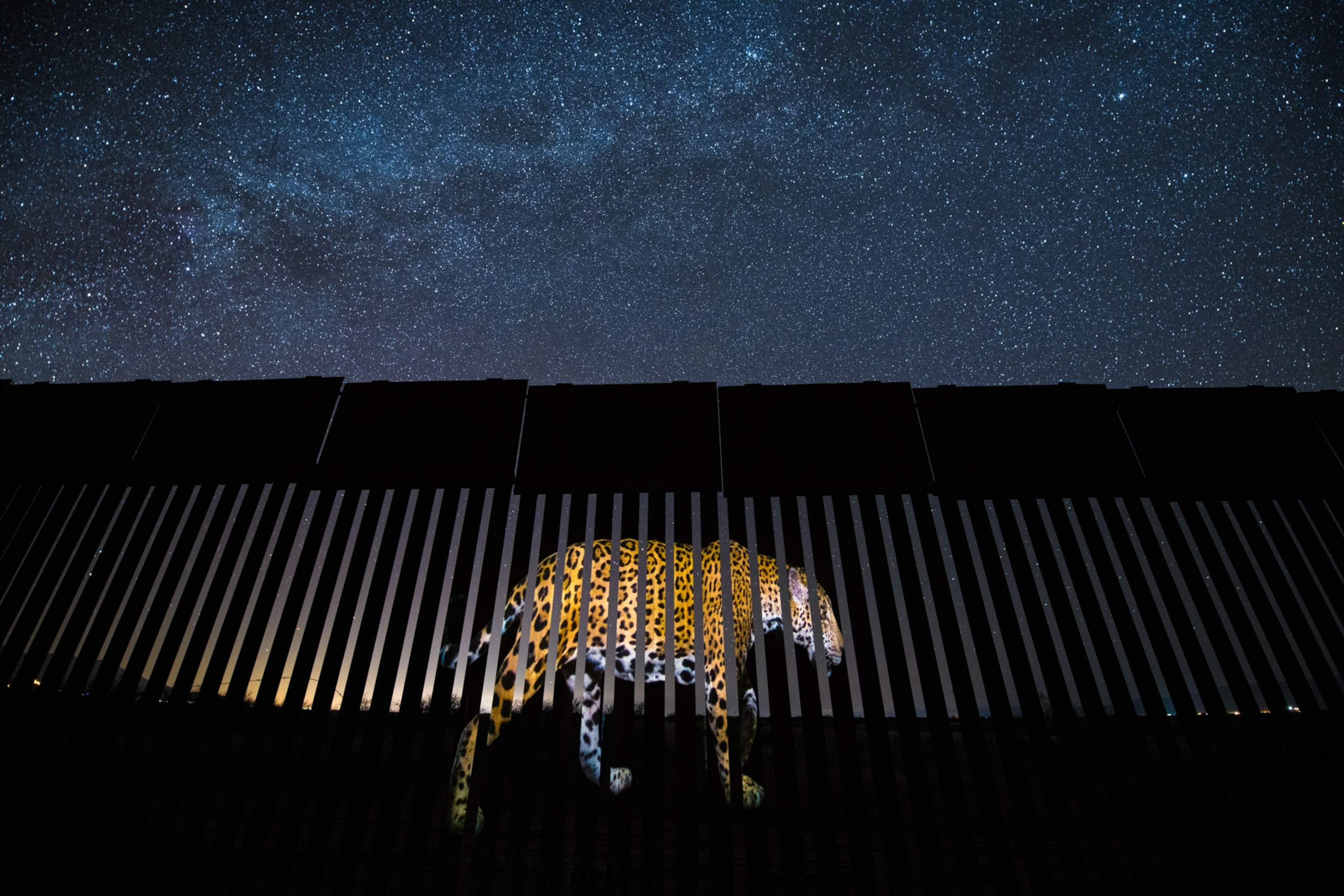 A jaguar being projected onto a U.S. Mexico border wall