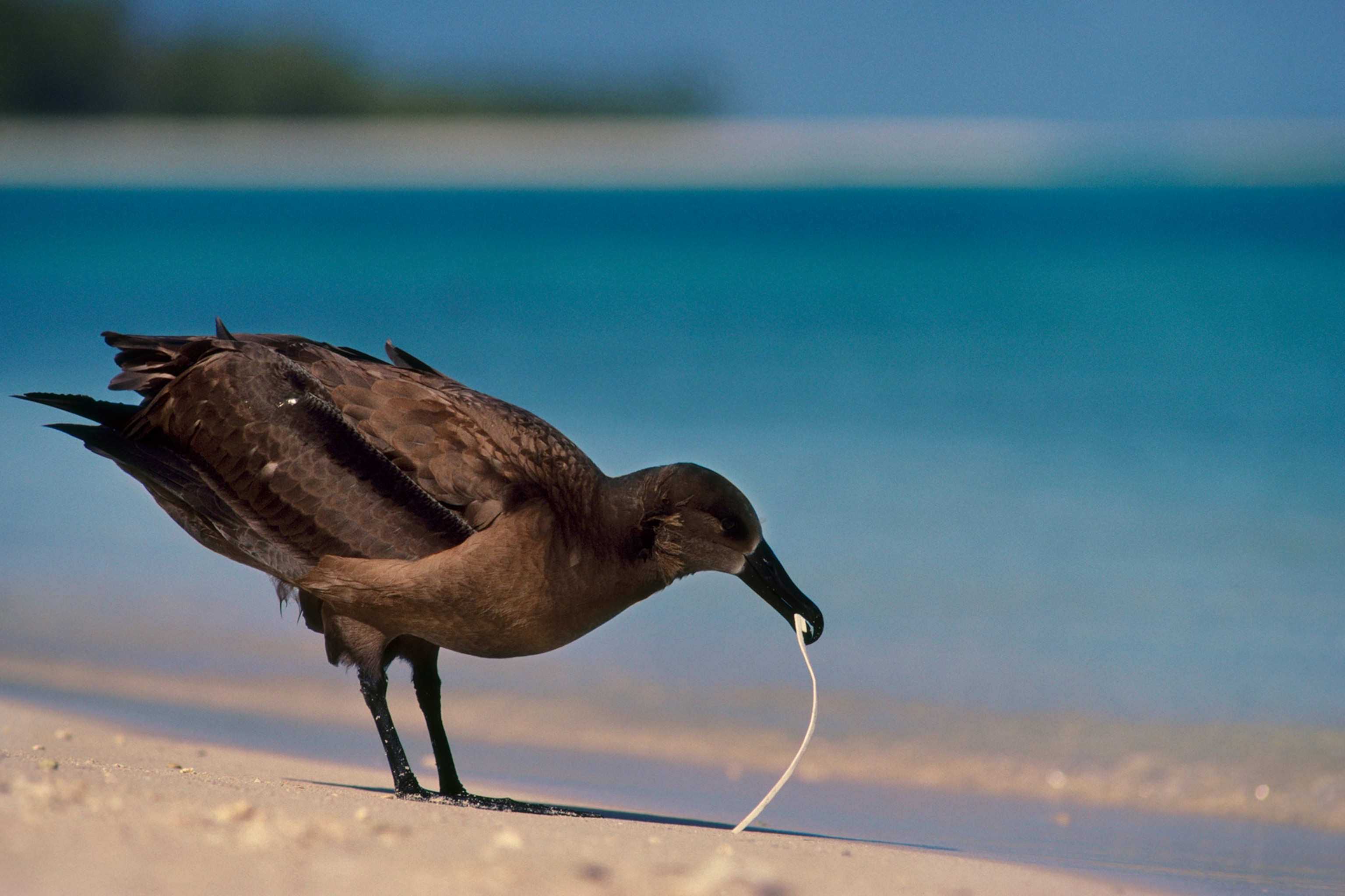 a black-footed albatross eating plastic garbage