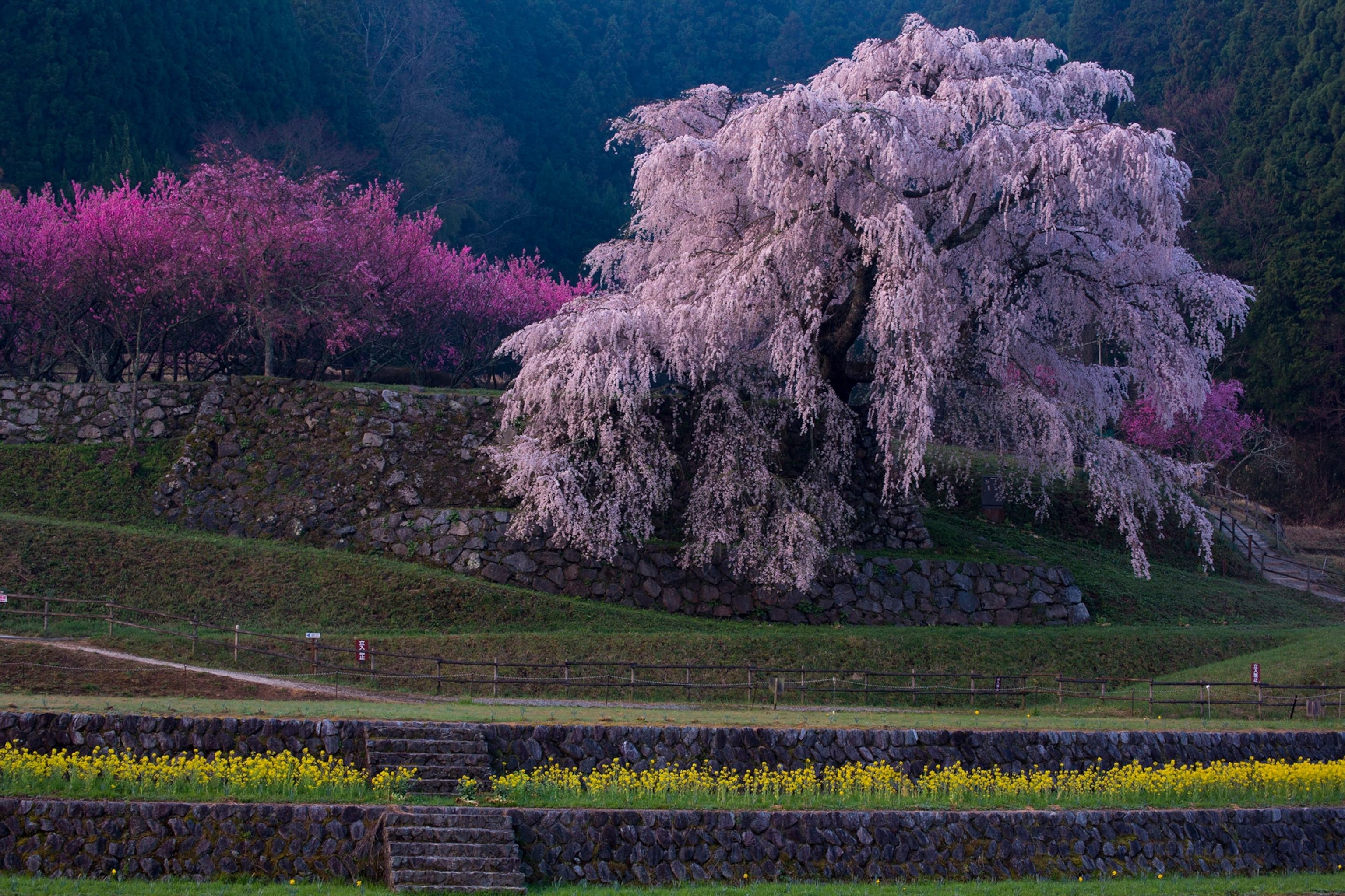 A large cherry blossom draped over a hill