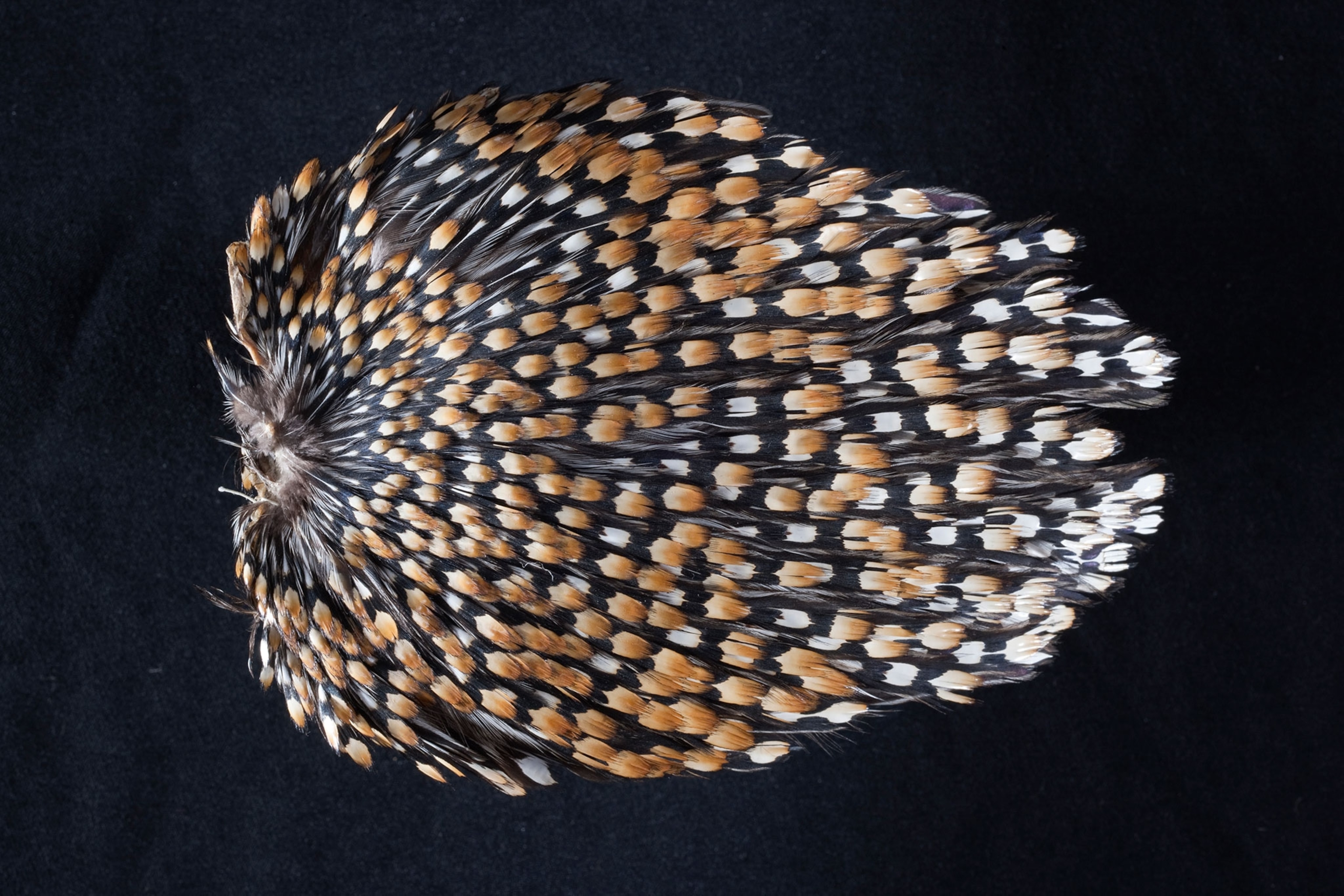 feather of Gallus sonneratii, sun chicken