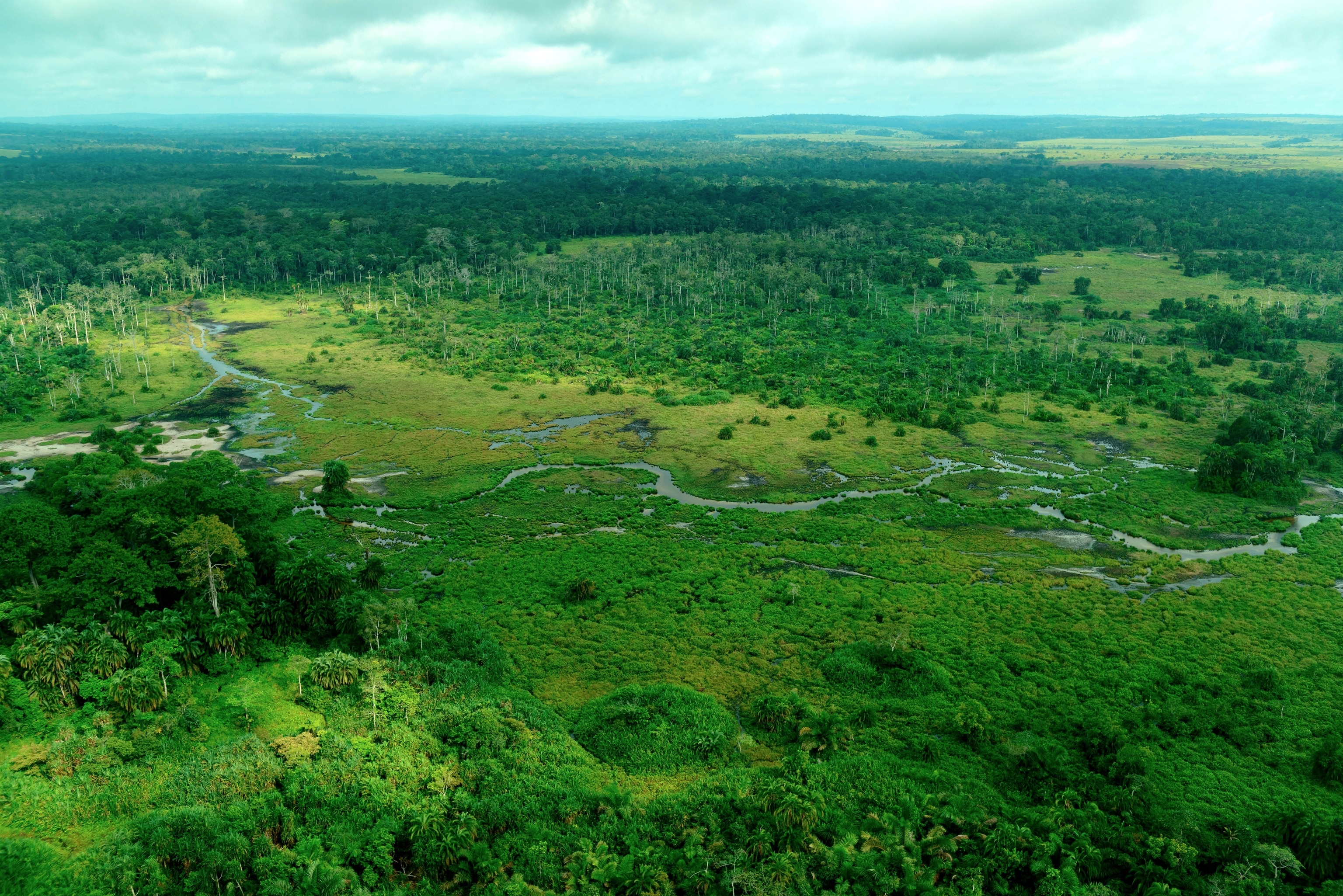 A lush green jungle and horizon from a high angle.