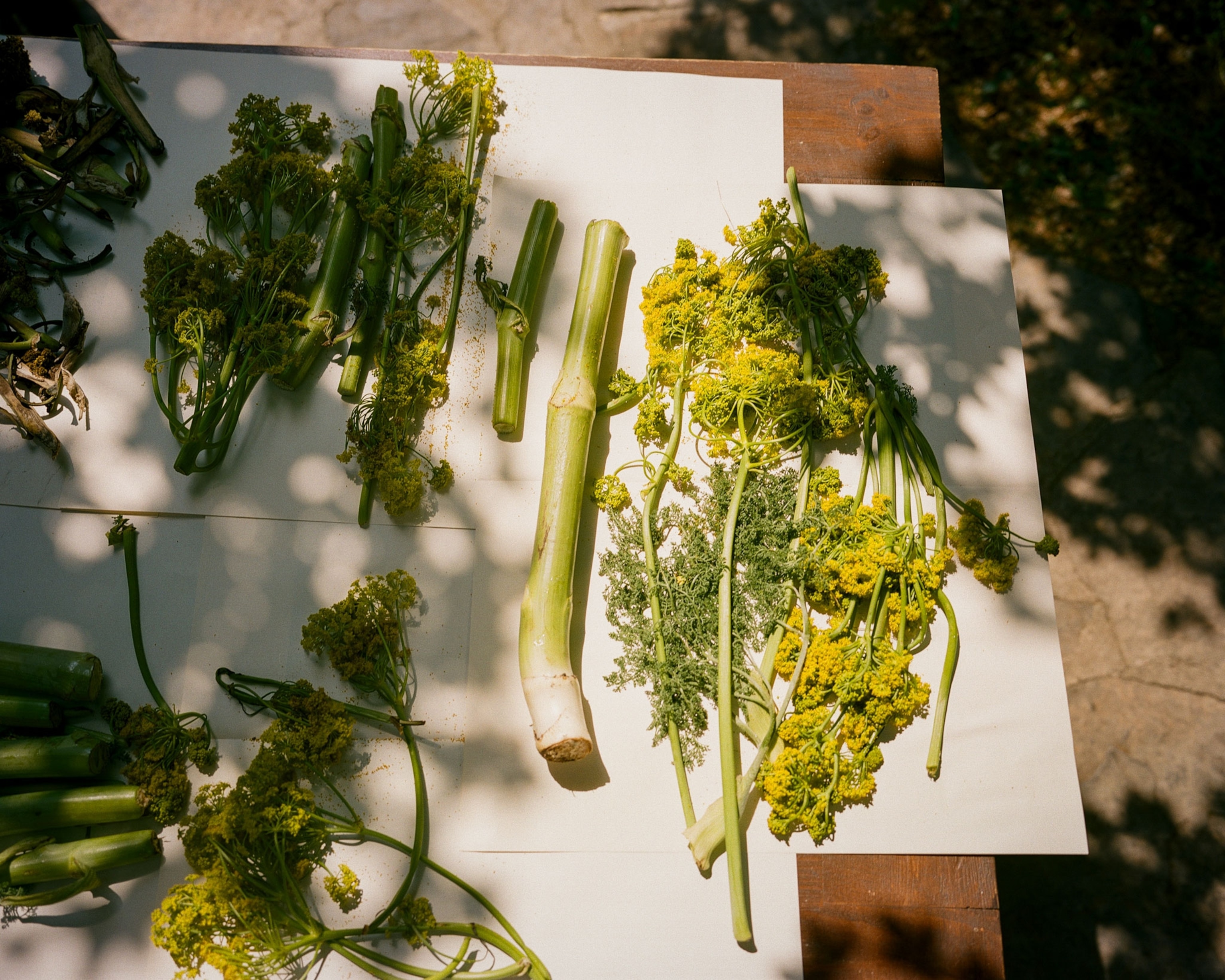 cut up sections of the stem and flower of a plant are prepared for a cooking experiment