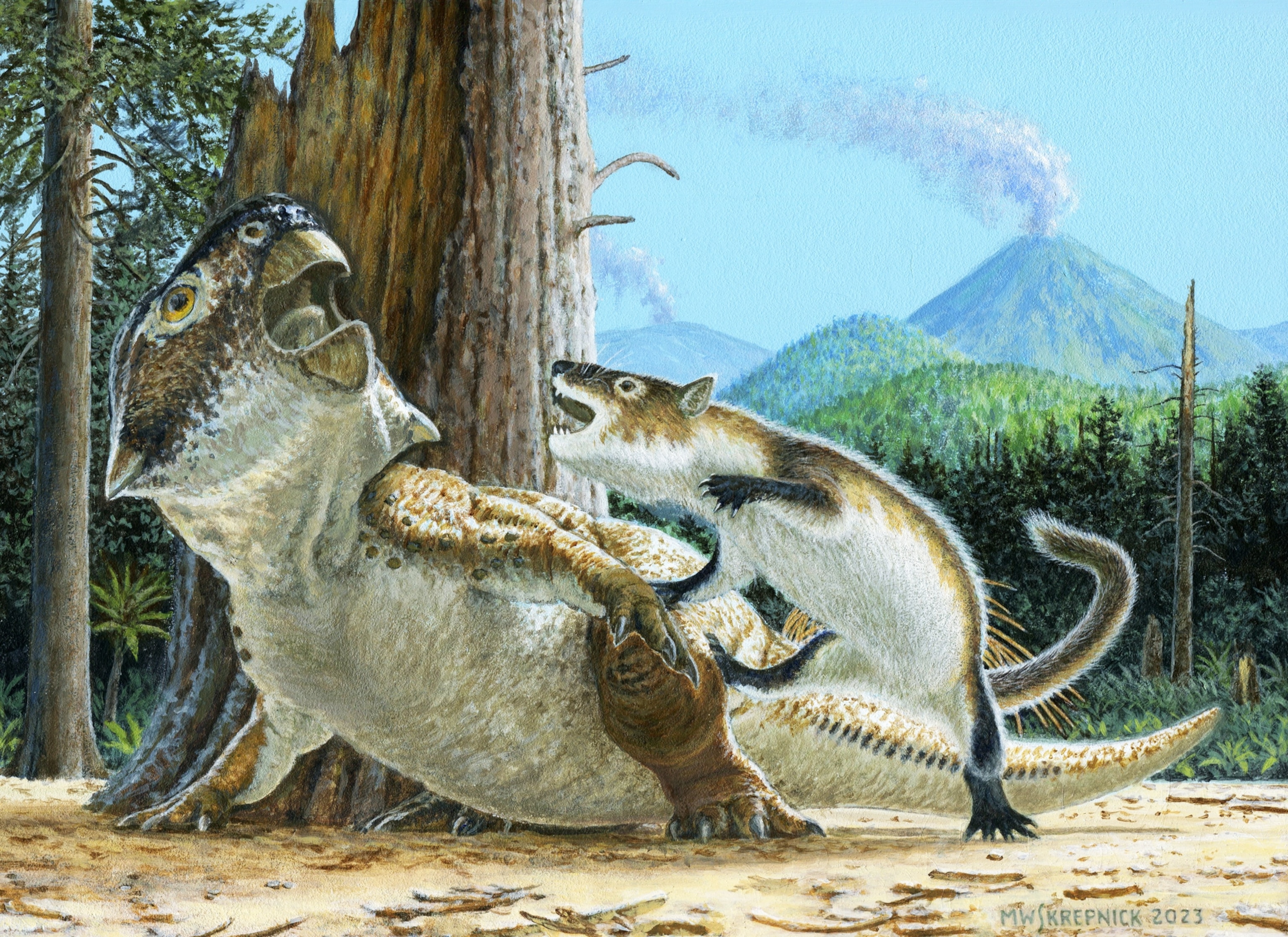 Repenomamus robustus attacks Psittacosaurus lujiatunensis moments before a volcanic debris flow buries them both, ca. 125 million years ago.