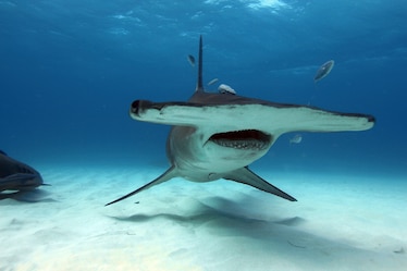 a hammerhead shark