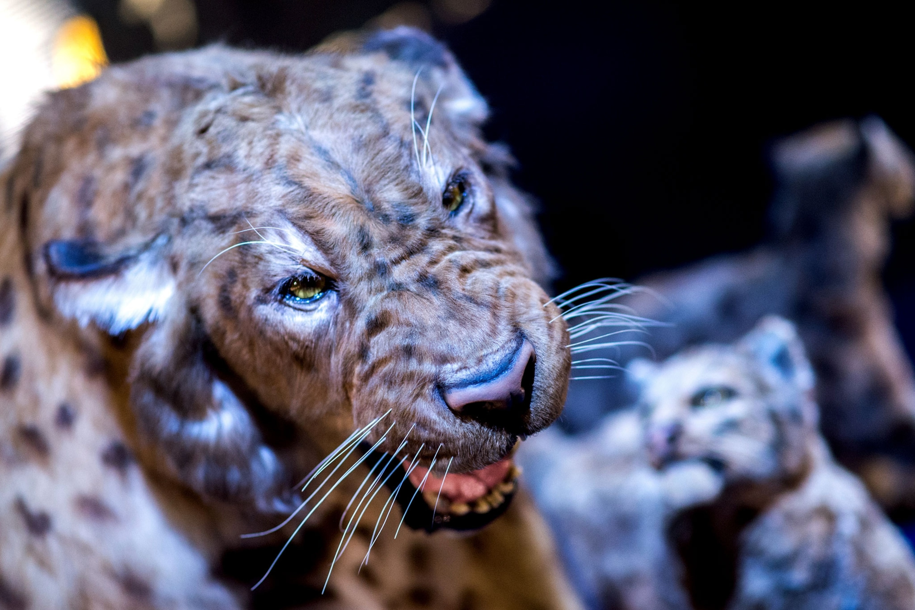 a saber-tooth tiger