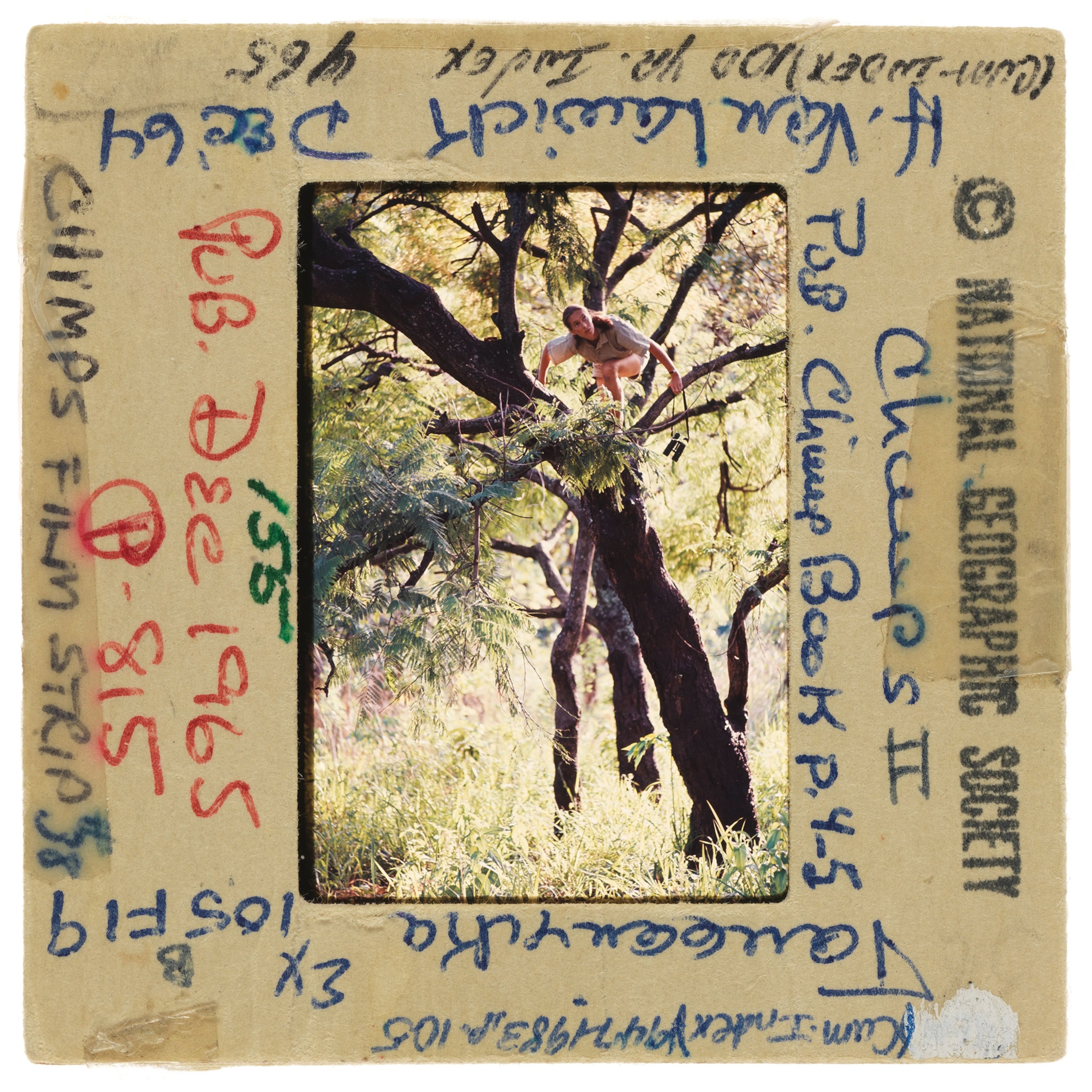 Jane Goodall climbing in a tree to view chimpanzees